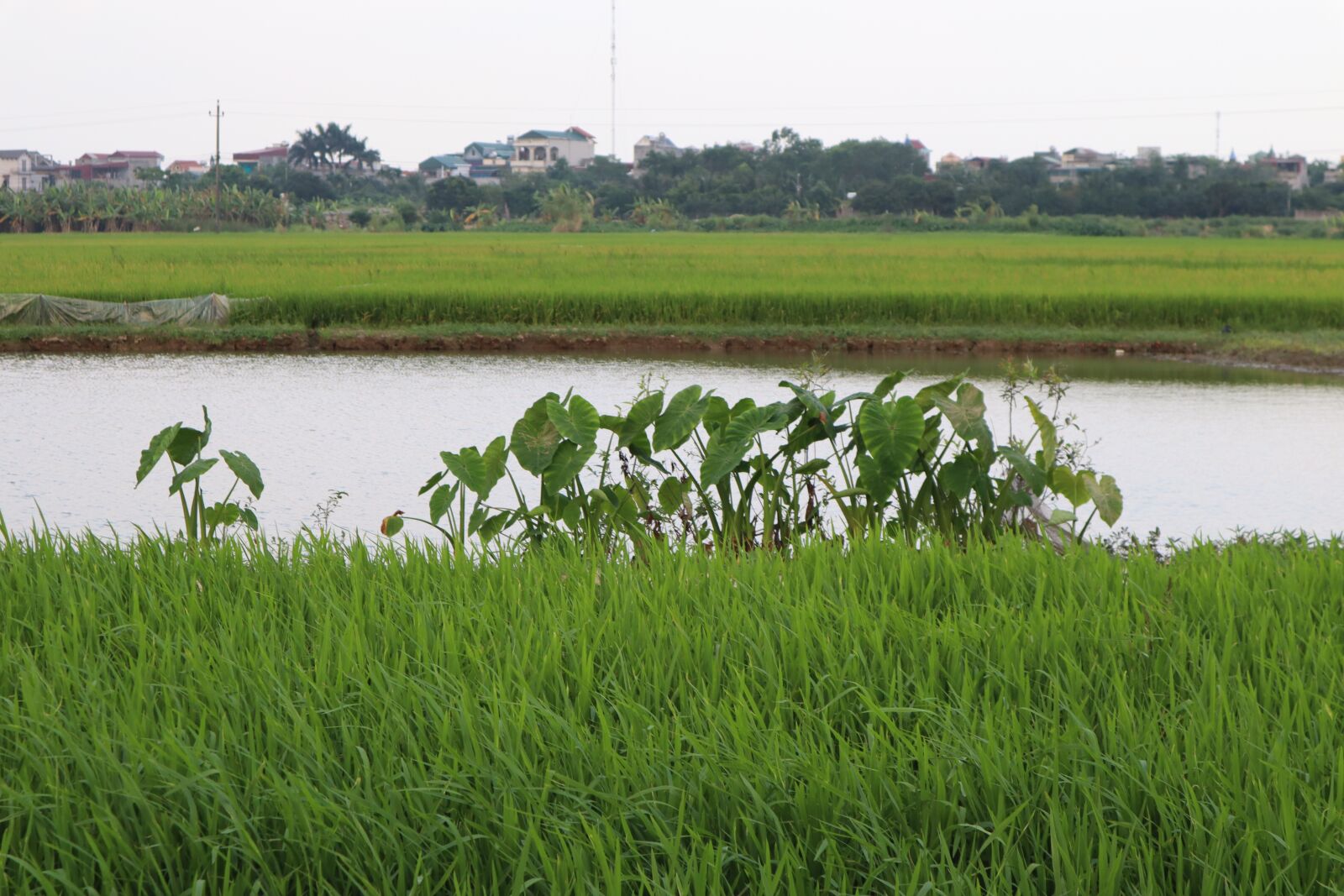 Canon EOS M50 (EOS Kiss M) sample photo. Field, silk, tree photography