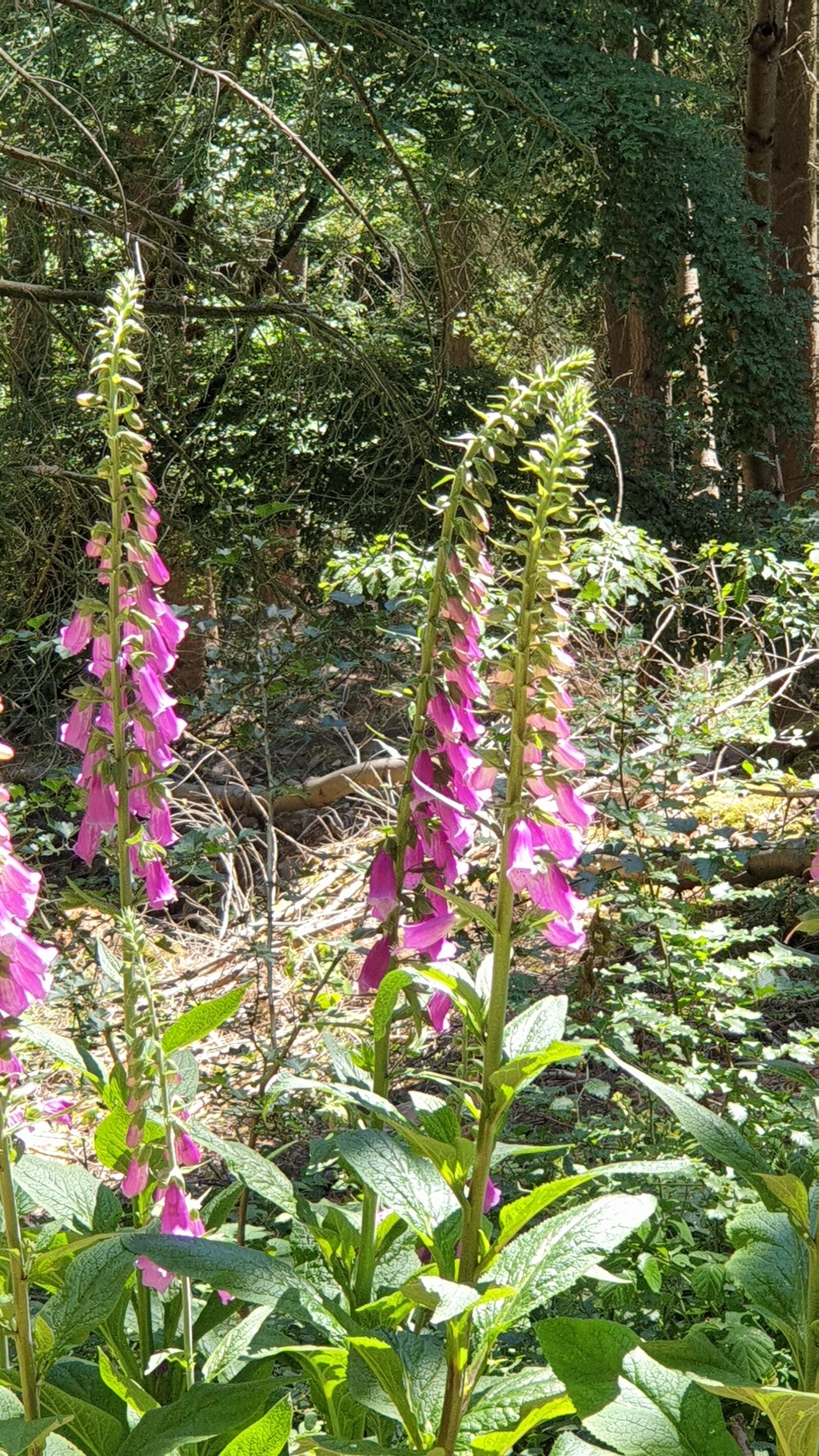Samsung Galaxy Note9 sample photo. Flowers, nature, forest photography