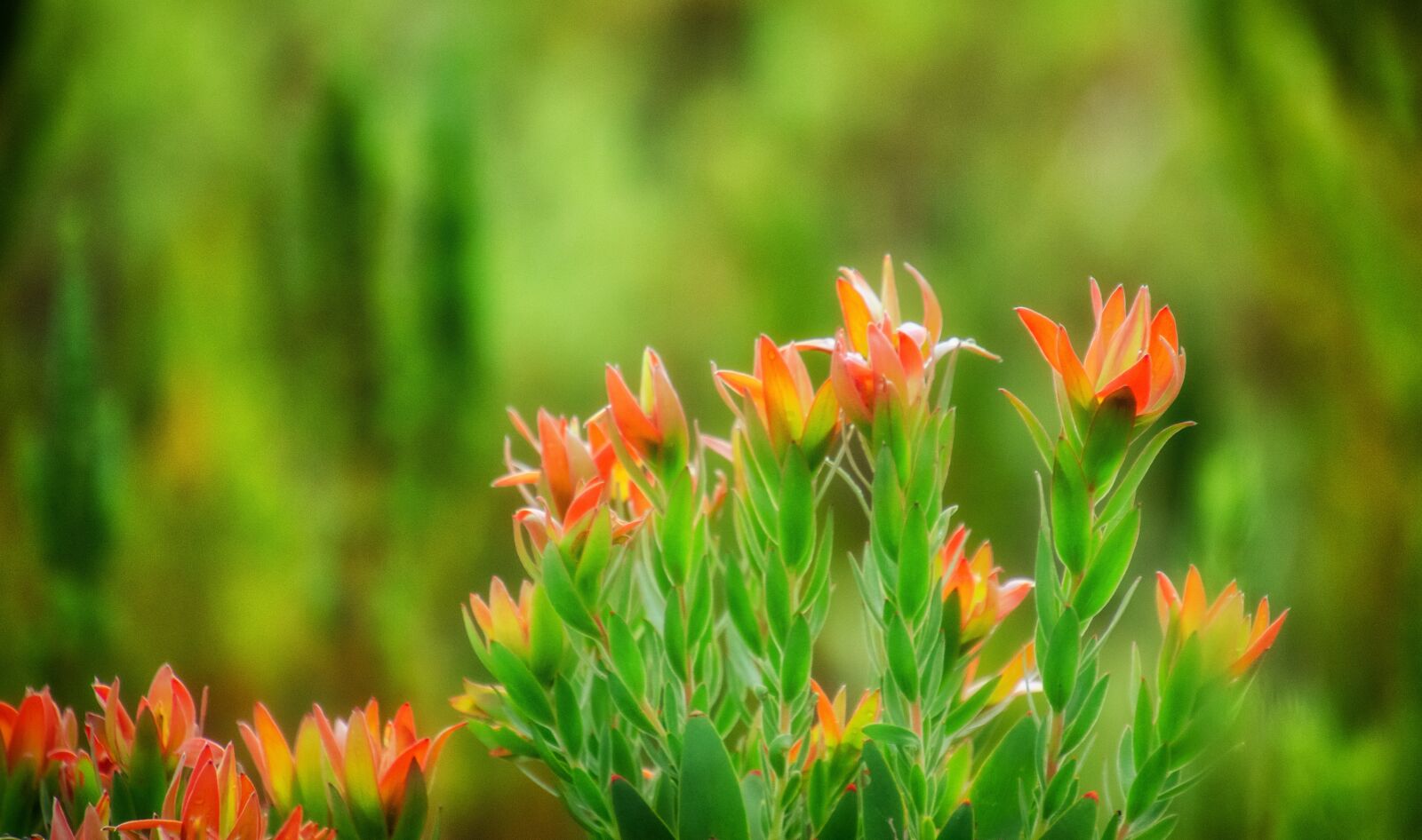 Nikon D7000 sample photo. Flowers, protea, red photography