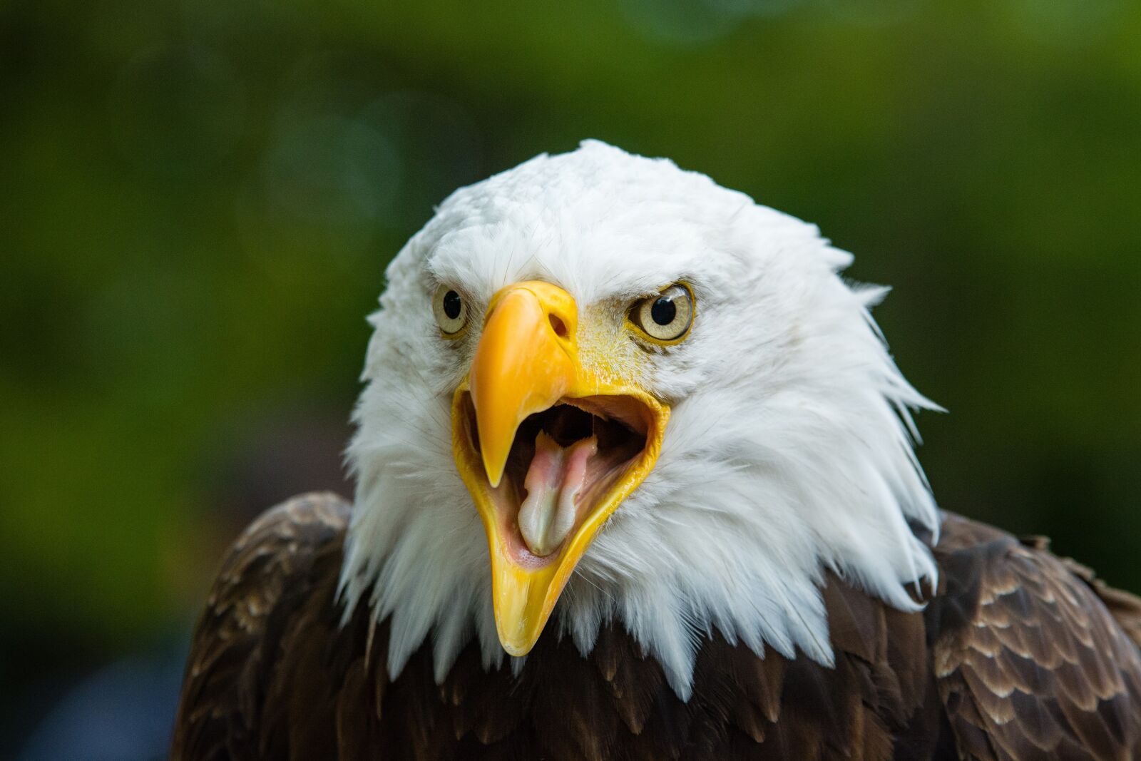 Nikon D7100 sample photo. Bald eagle, raptor, symbol photography