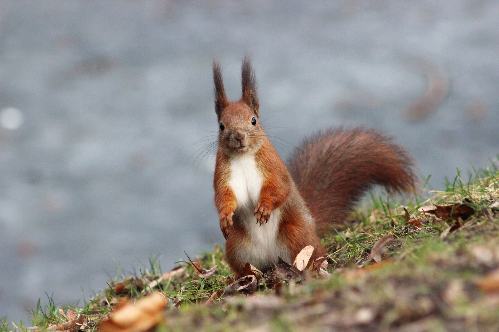 Canon EOS 600D (Rebel EOS T3i / EOS Kiss X5) sample photo. Squirrel, nature, animals photography