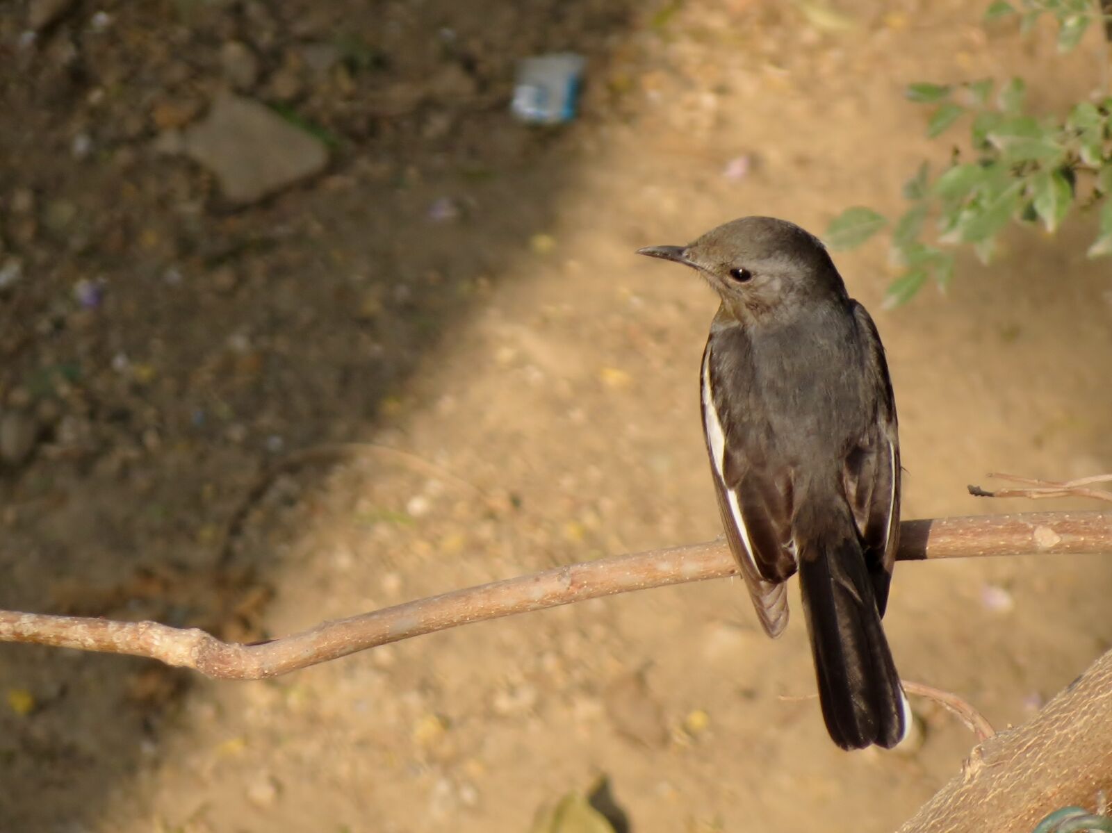 Canon PowerShot SX40 HS sample photo. Bird, canon, oriental, magpie photography