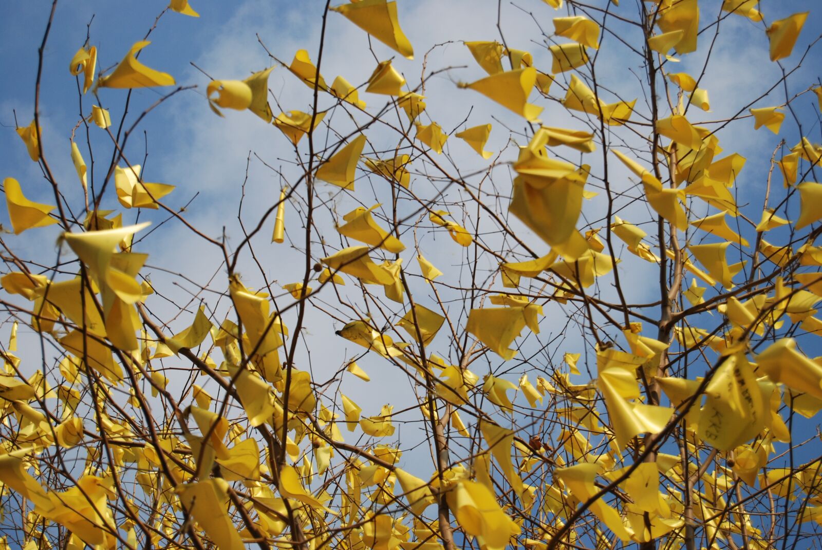 Nikon D80 sample photo. Yellow, wood, ribbon photography