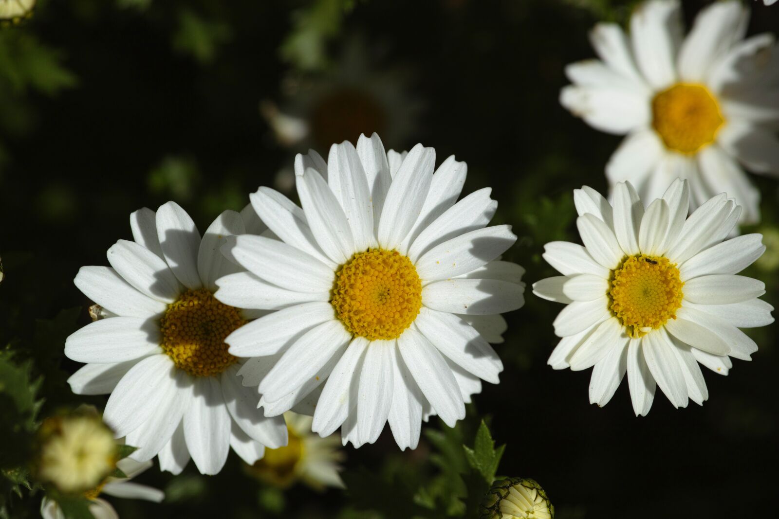 Sigma DP3 Merrill sample photo. Flower, nature, daisy photography