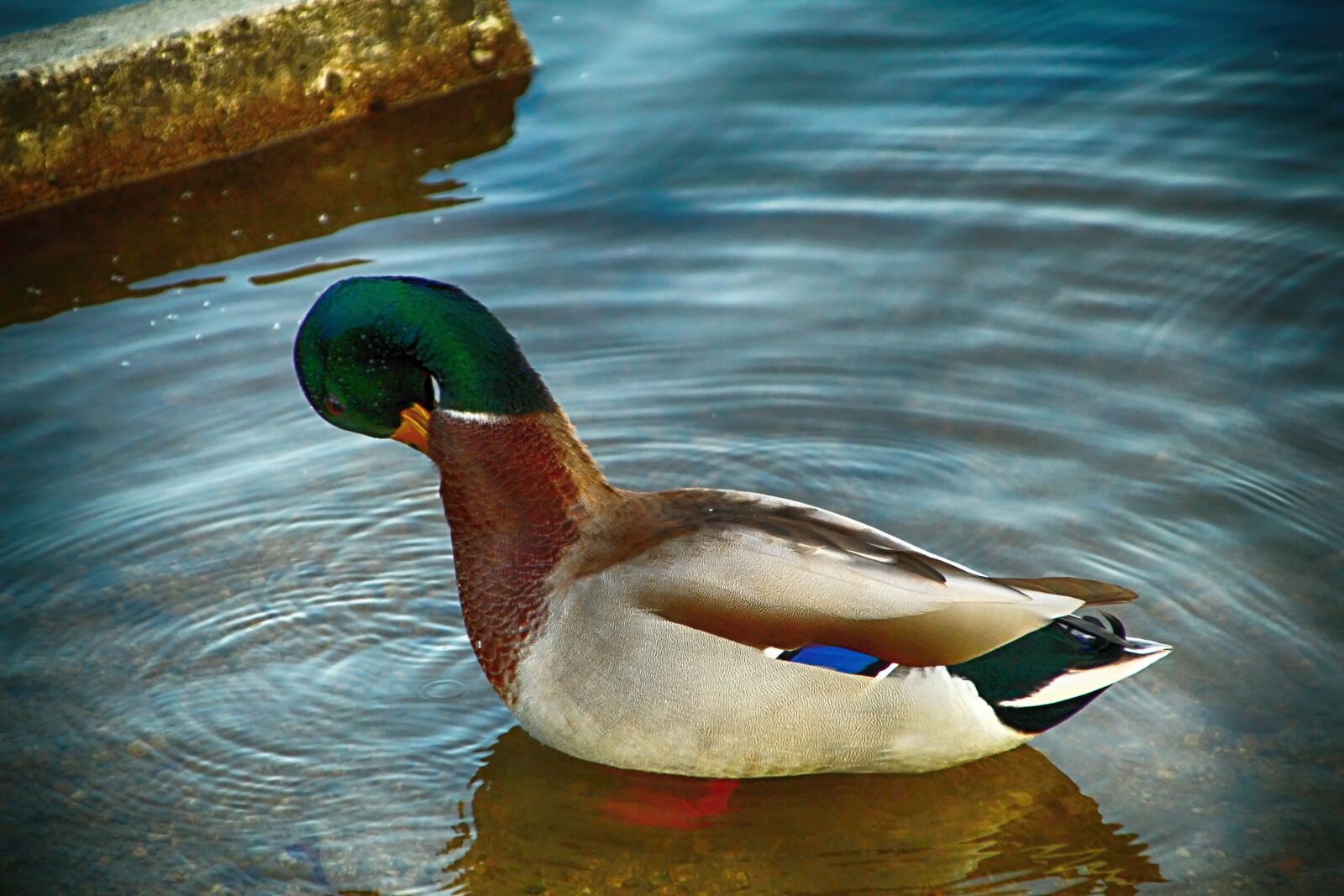 Canon EOS 1300D (EOS Rebel T6 / EOS Kiss X80) sample photo. Duck, water, pond photography