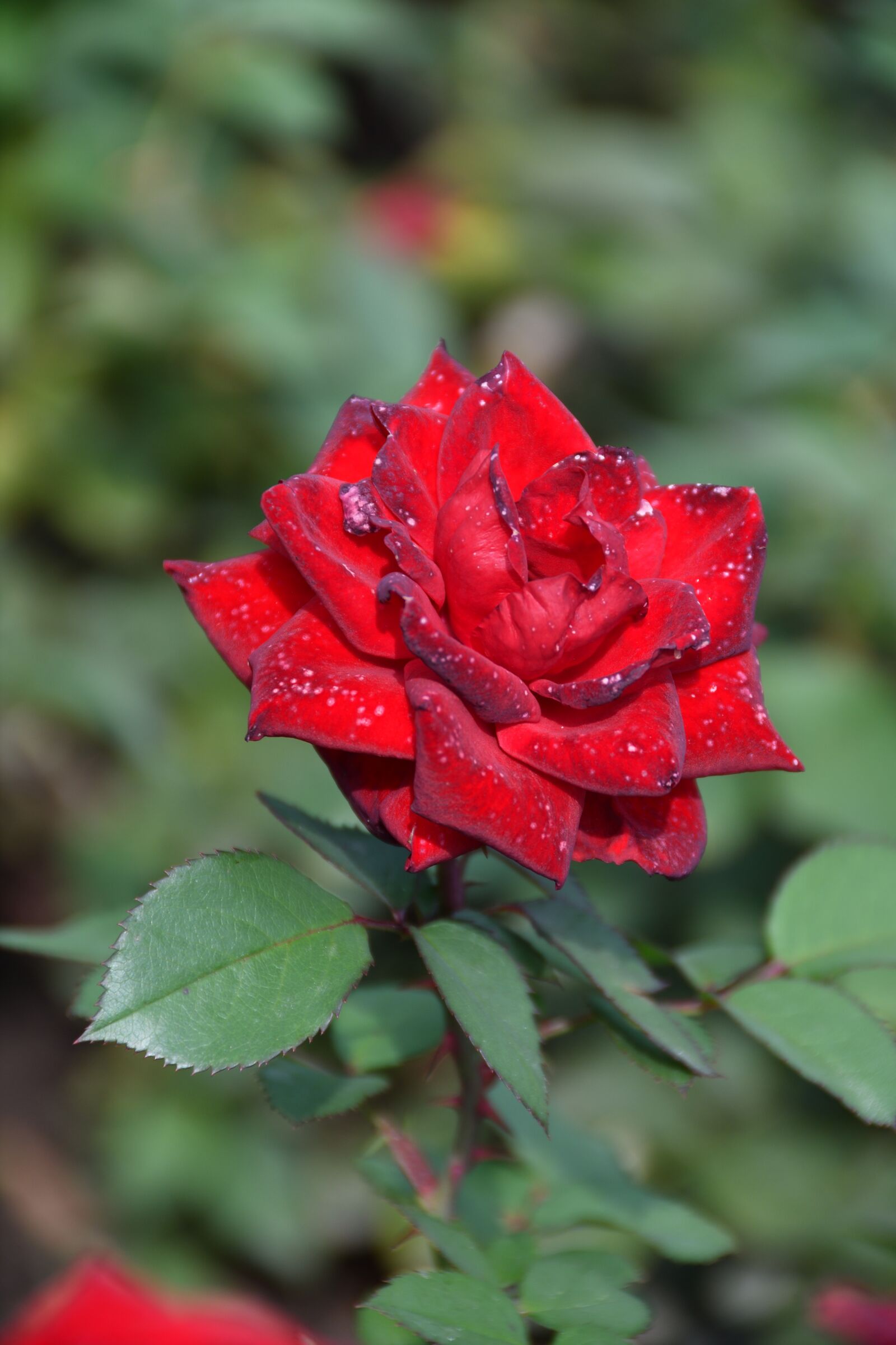 Nikon D500 sample photo. Rose, roses, red photography