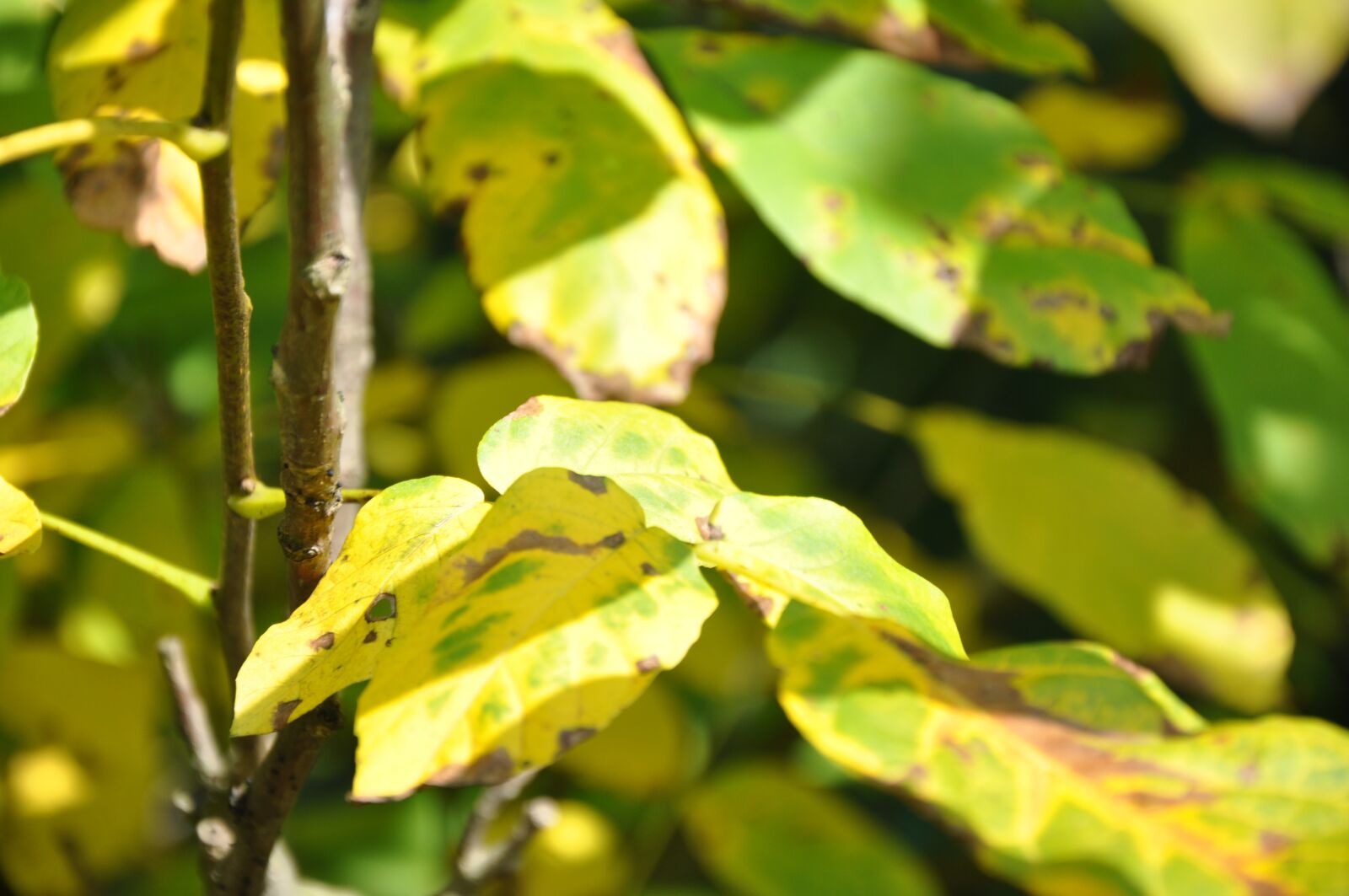 Nikon D90 sample photo. Foliage, summer, tree photography