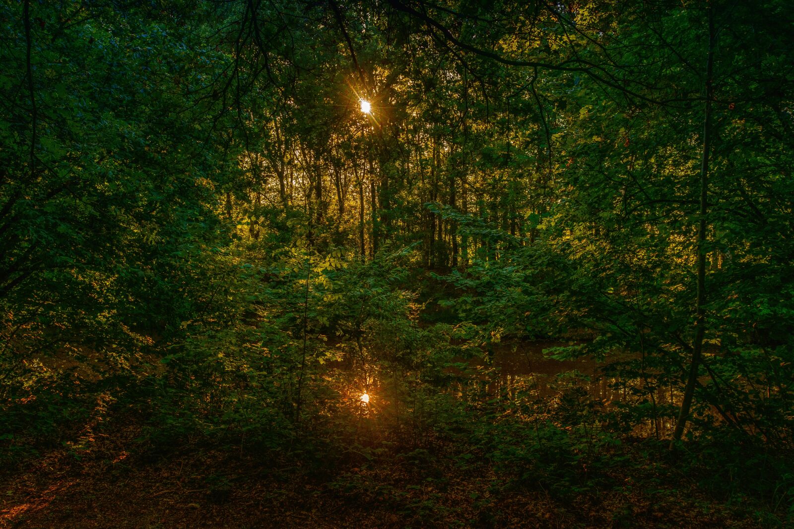 Nikon D5300 sample photo. Forest, sun, nature photography