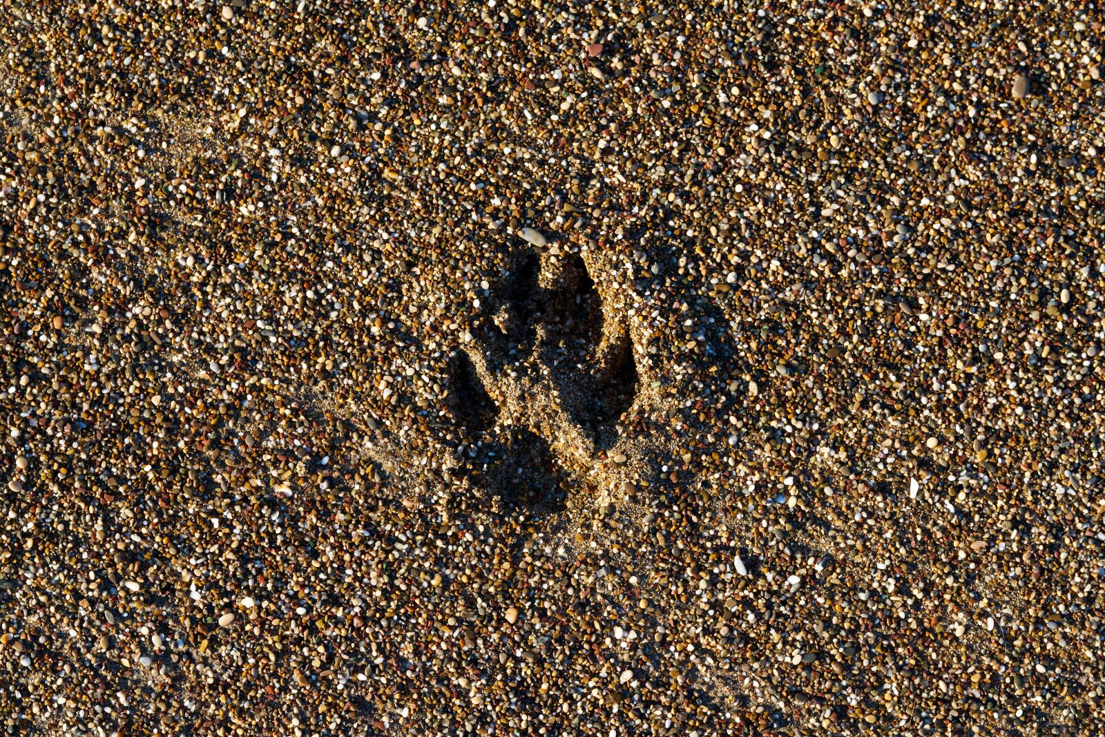 Sigma 85mm F1.4 DG HSM Art sample photo. Paw, talon, dog photography