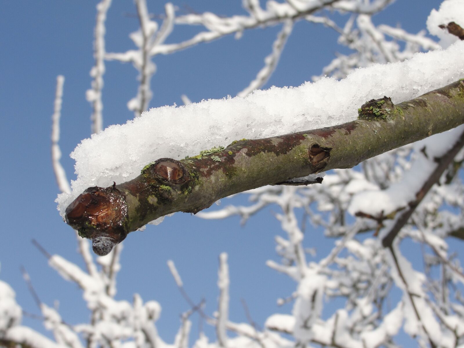 Sony Cyber-shot DSC-H20 sample photo. Snow, branch, winter photography
