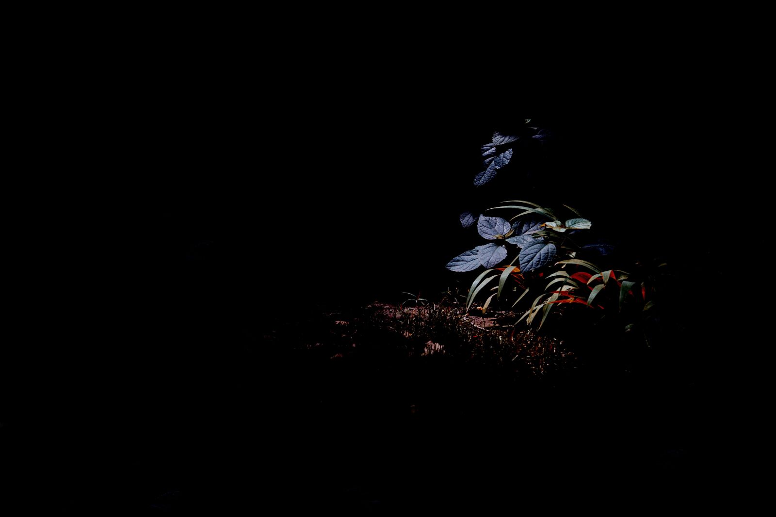 Canon EOS 5D Mark III sample photo. Cuto, photography, black photography