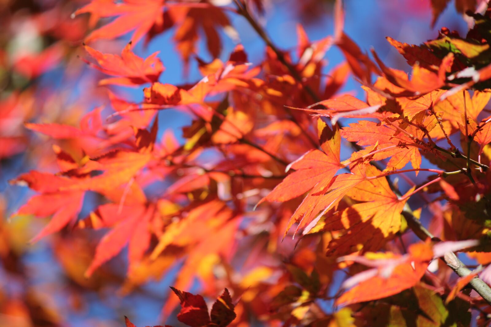 Canon EOS 550D (EOS Rebel T2i / EOS Kiss X4) sample photo. Autumn, colour, fall photography