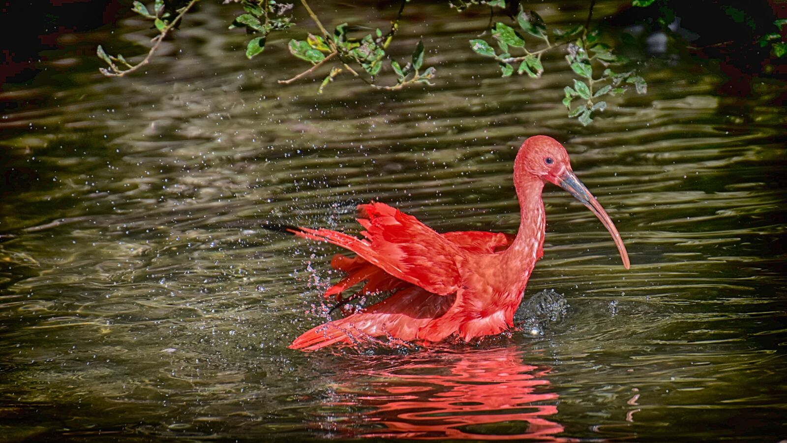 Nikon D7200 sample photo. Ibis, eudocimus ruber, scarlet photography