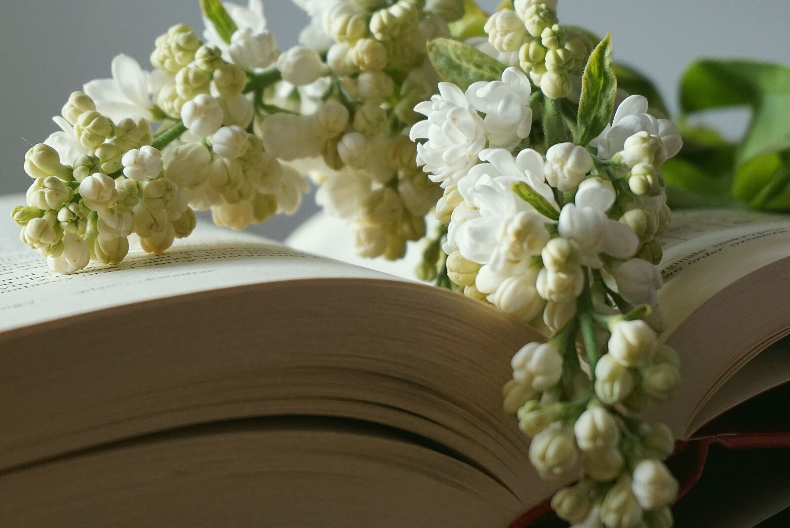 Sony a6000 sample photo. Book, bookmark with flowers photography