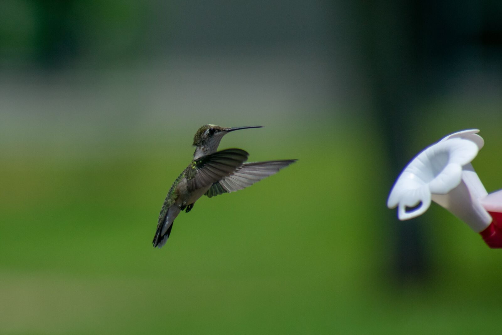 Nikon D3400 sample photo. Bird, nature, hummingbird photography