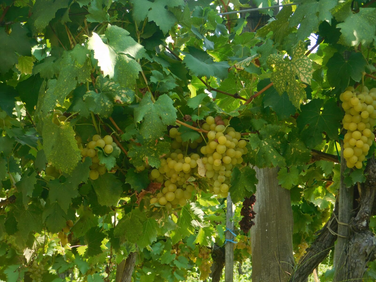 Nikon Coolpix L840 sample photo. Viticulture, nature, grapevine, vineyard photography