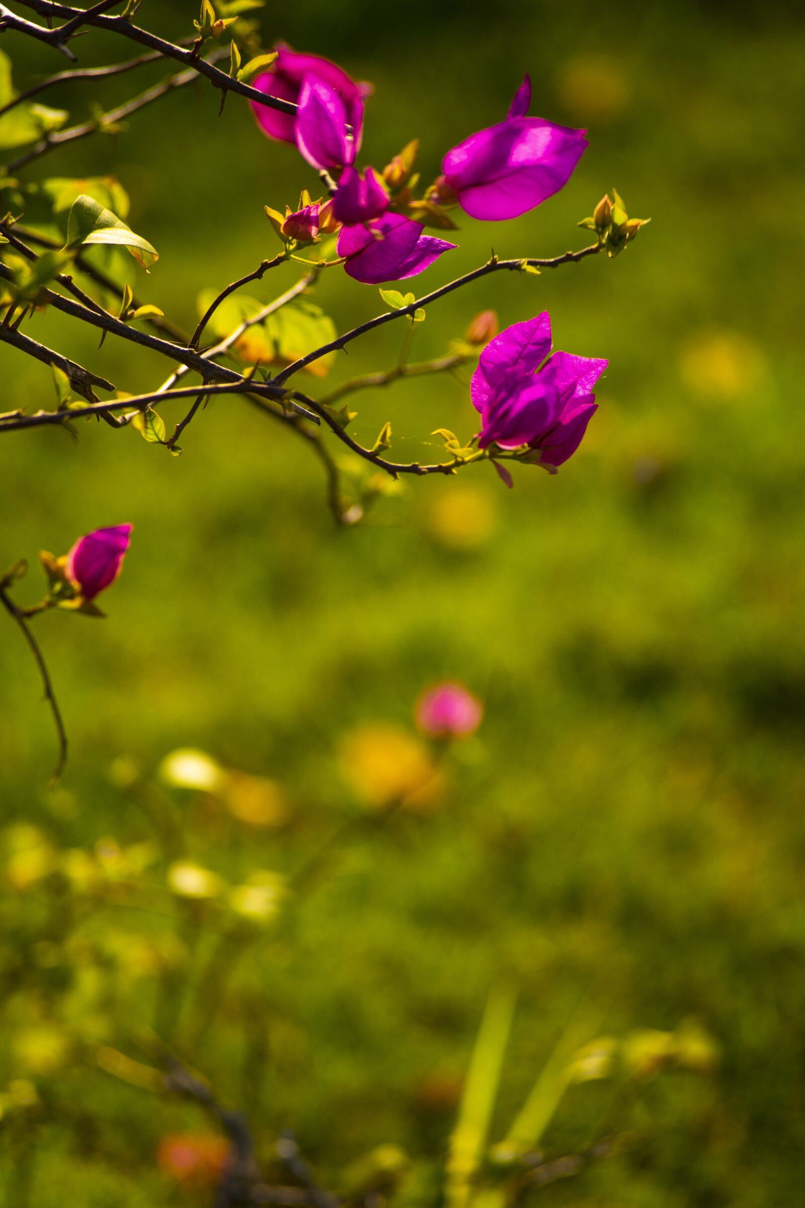 Nikon D3400 sample photo. Flower flowers, nature, sun photography