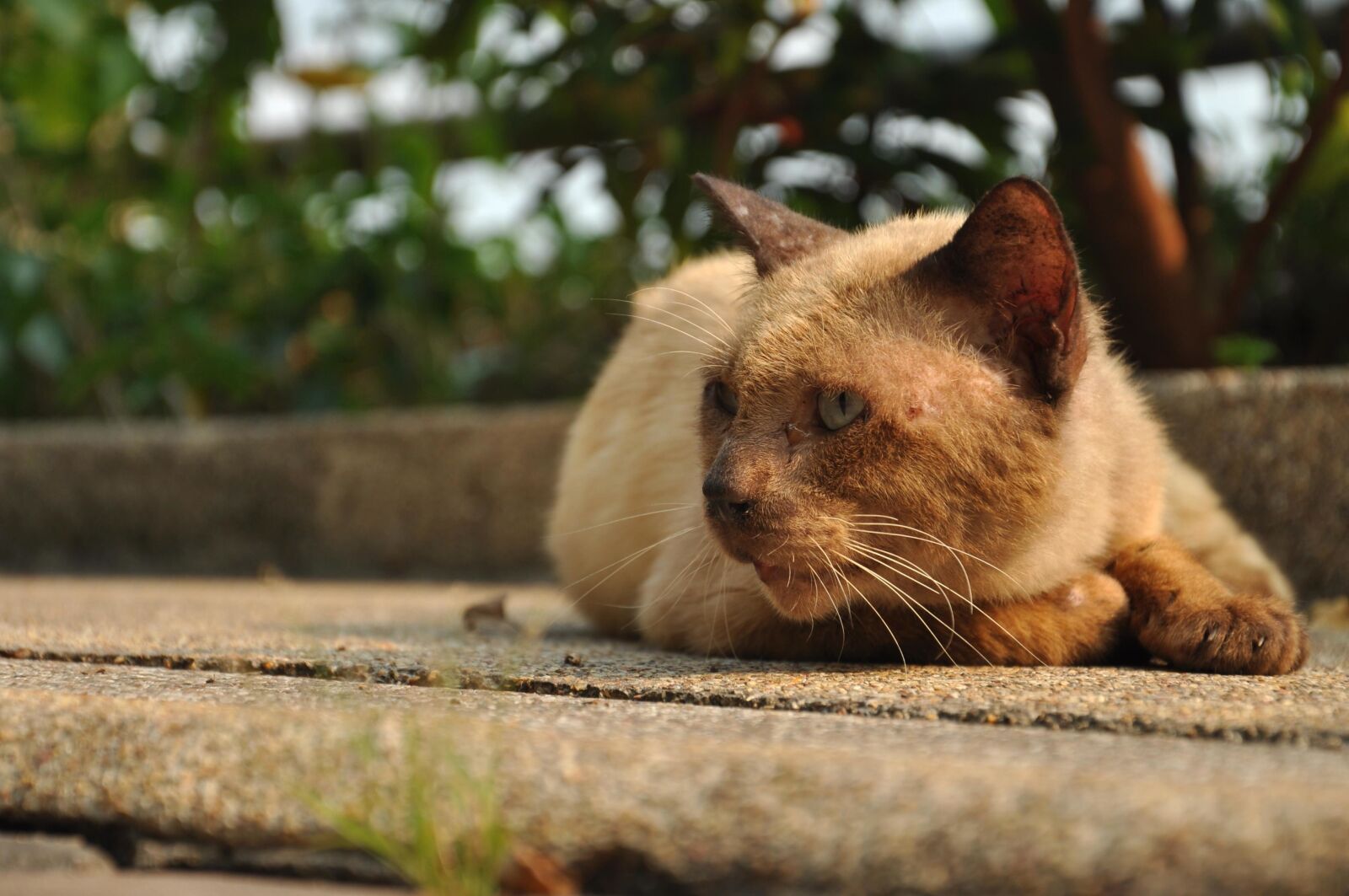 Nikon D90 sample photo. Cute, cat, brown, animal photography