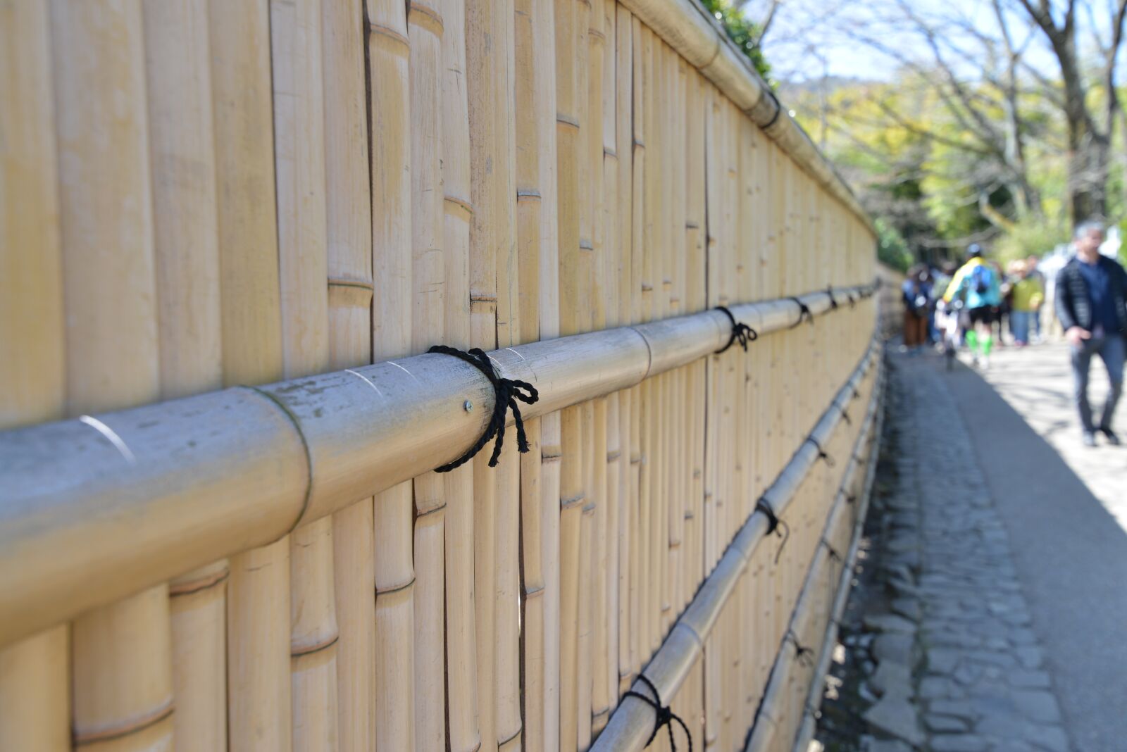 Nikon D800 sample photo. Bamboo, fence, diagonal photography