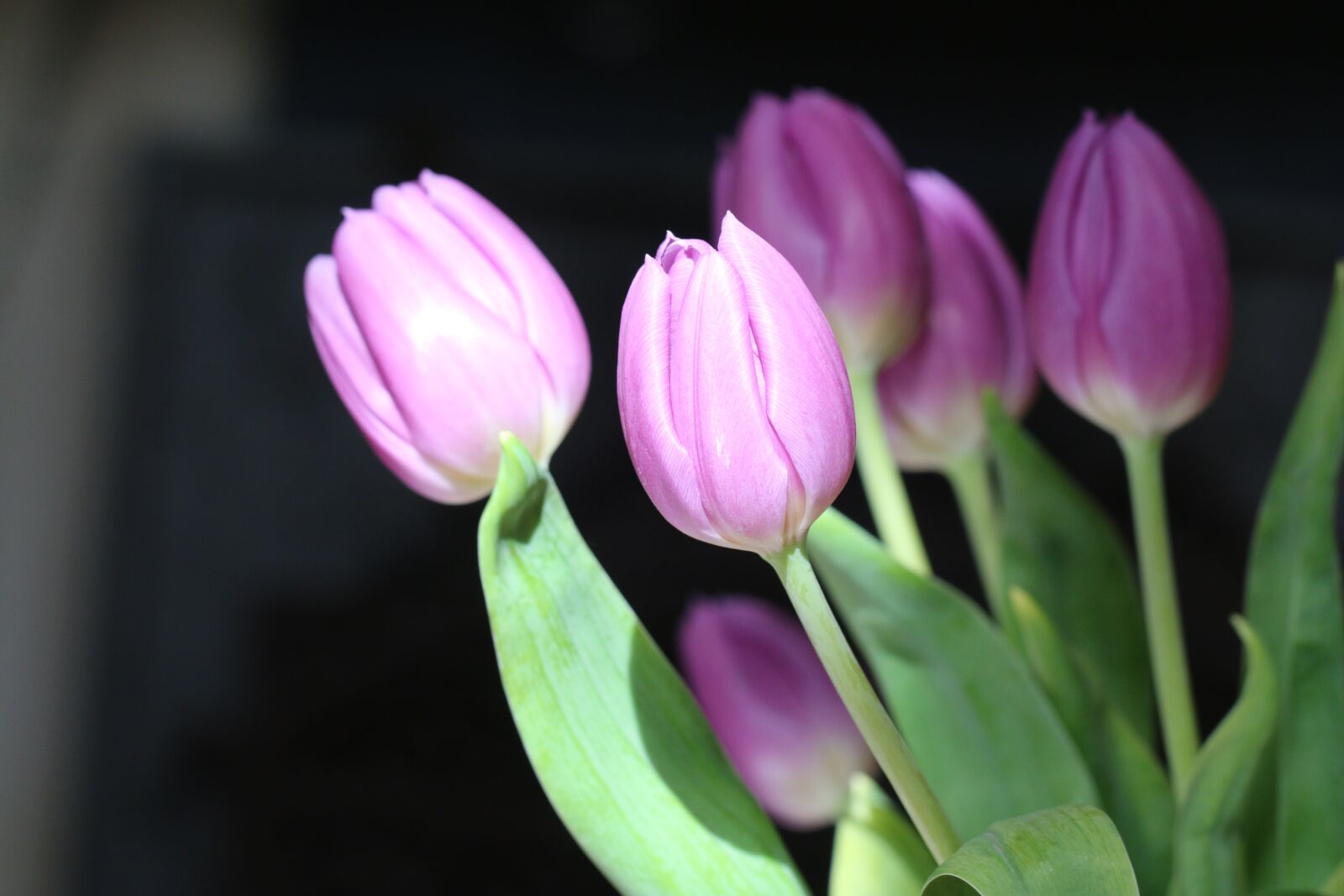 Canon EOS 70D sample photo. Tulips, flowers, spring photography