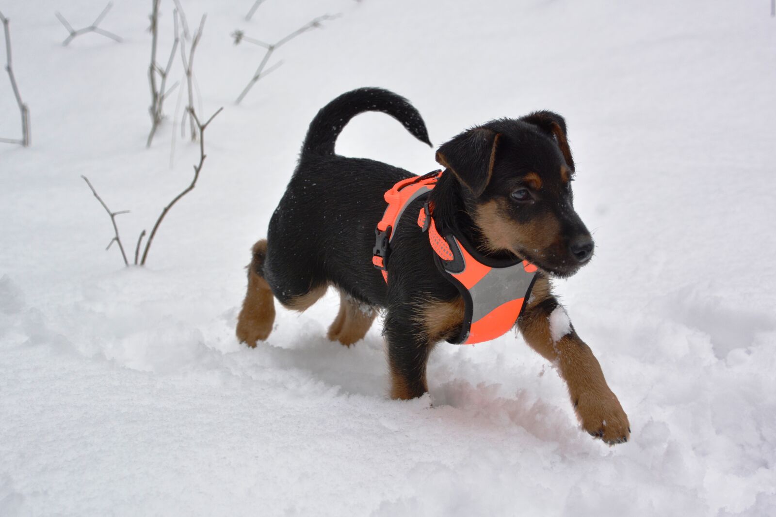 Nikon D7100 sample photo. Dog, animal, snow photography