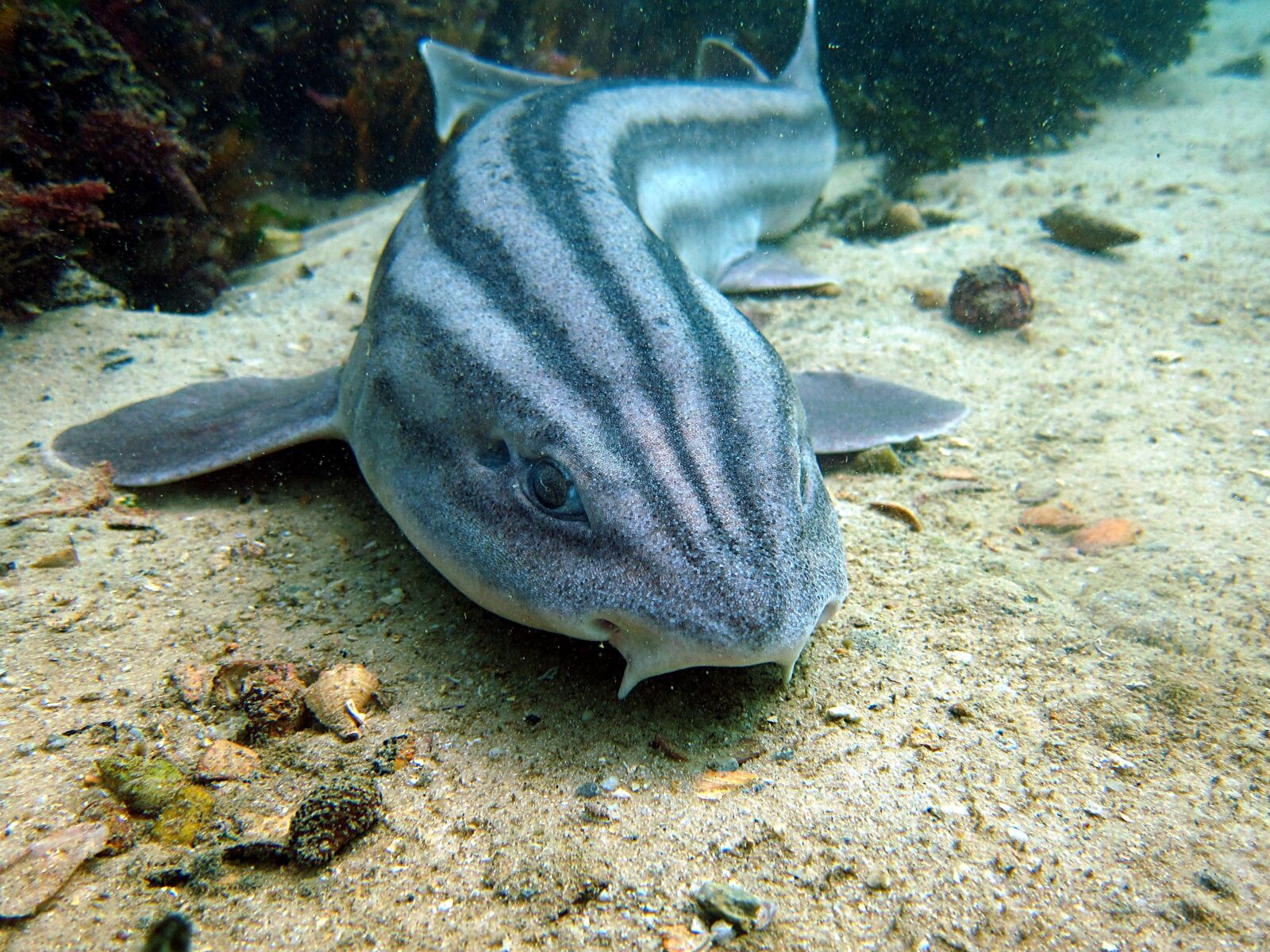 Canon PowerShot S95 sample photo. Shark, ocean, sea photography
