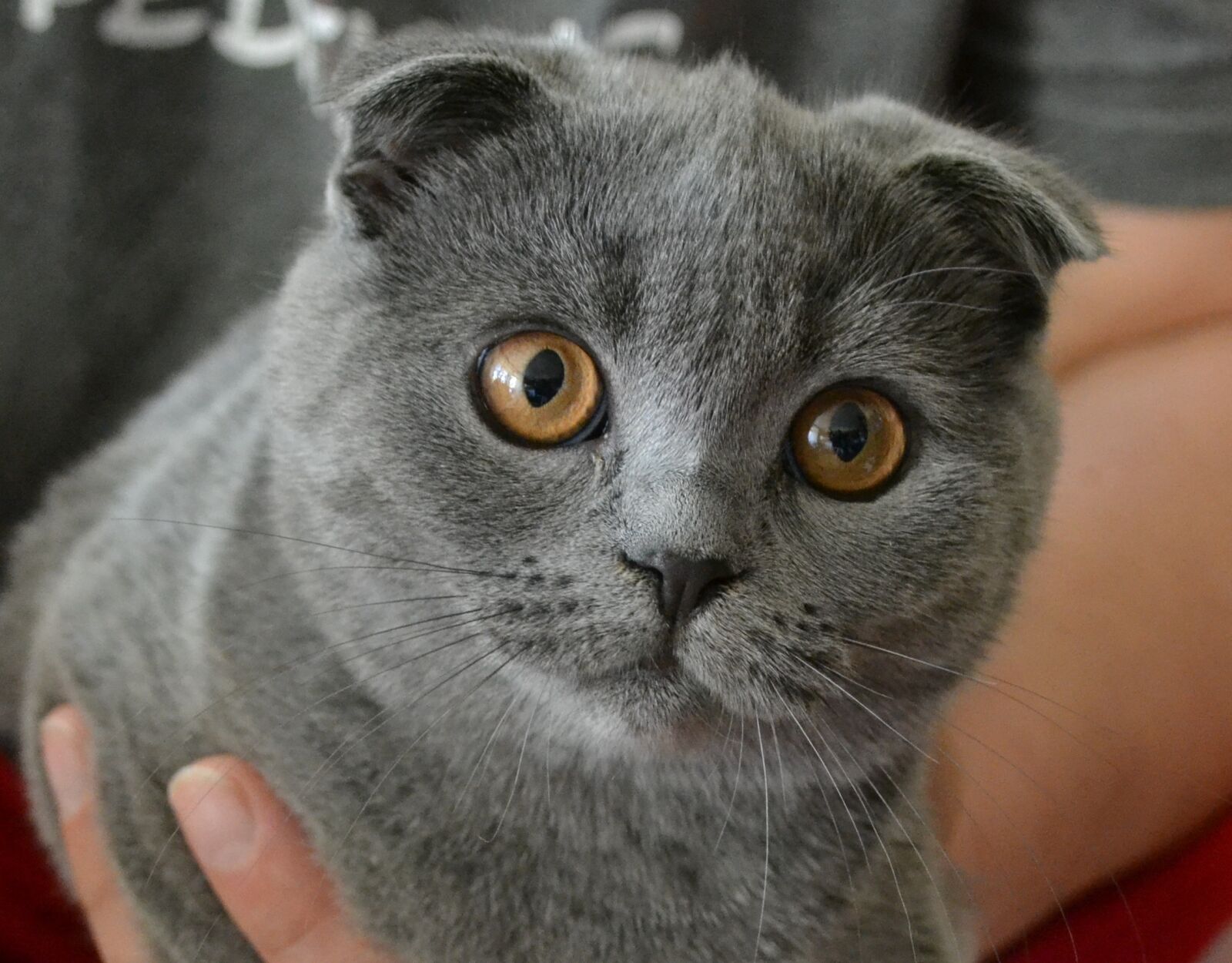 Nikon D3100 sample photo. Cat, kitten, pet photography