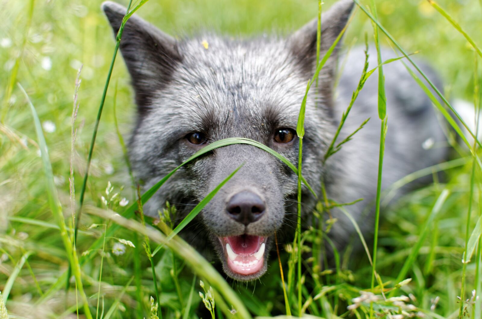 Nikon D5100 sample photo. Fox, predator, nature photography
