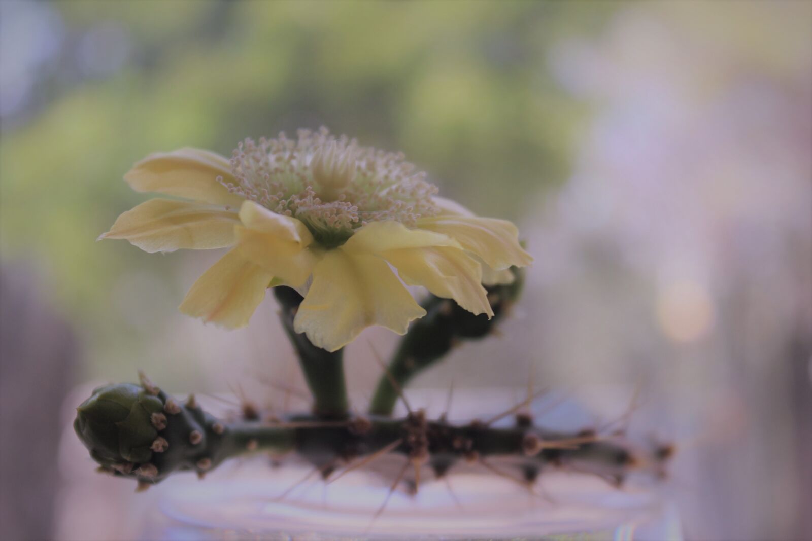 Canon EOS 600D (Rebel EOS T3i / EOS Kiss X5) sample photo. Cactus, flower photography
