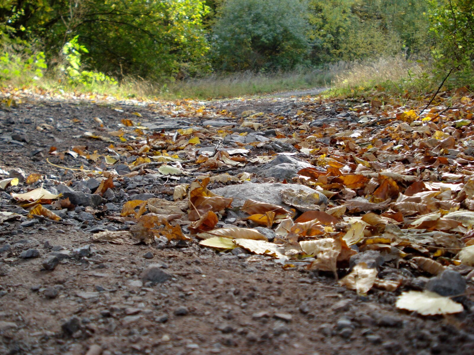 Sony DSC-W55 sample photo. Nature, autumn, leaf photography