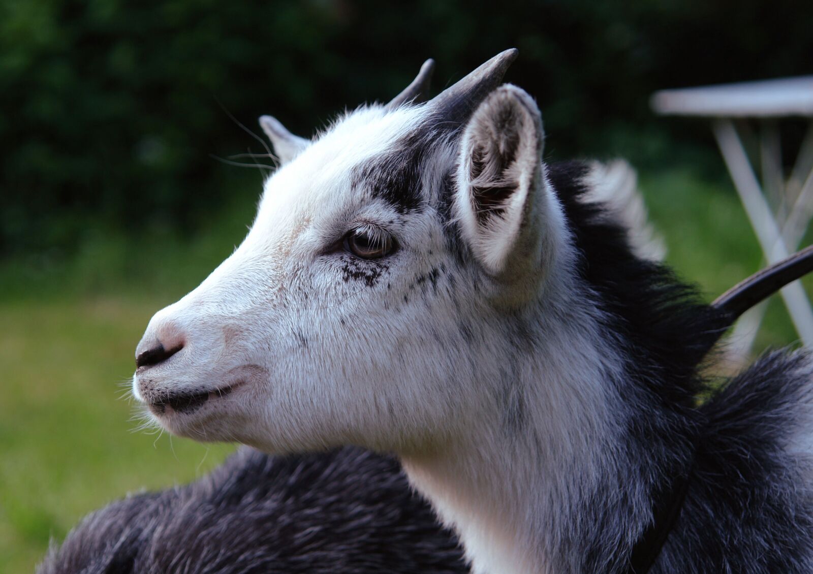 Sony DSC-R1 sample photo. Goat, animal, pet photography