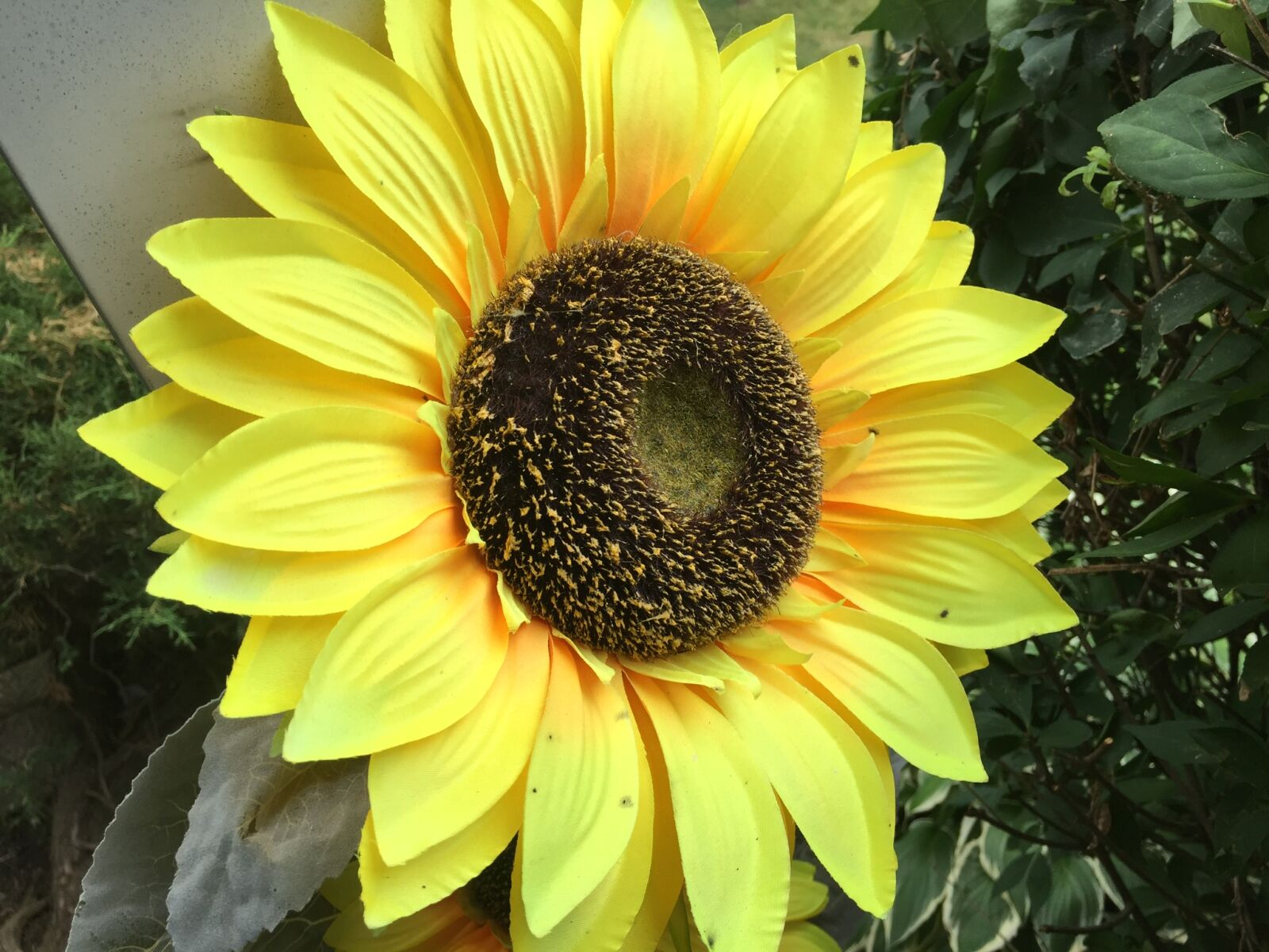 iPhone 6 back camera 4.15mm f/2.2 sample photo