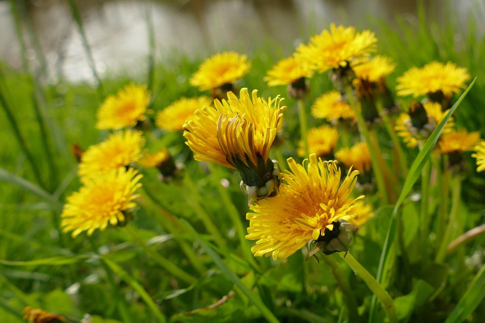 Panasonic Lumix DMC-FZ1000 sample photo. Dandelion, flower, yellow photography