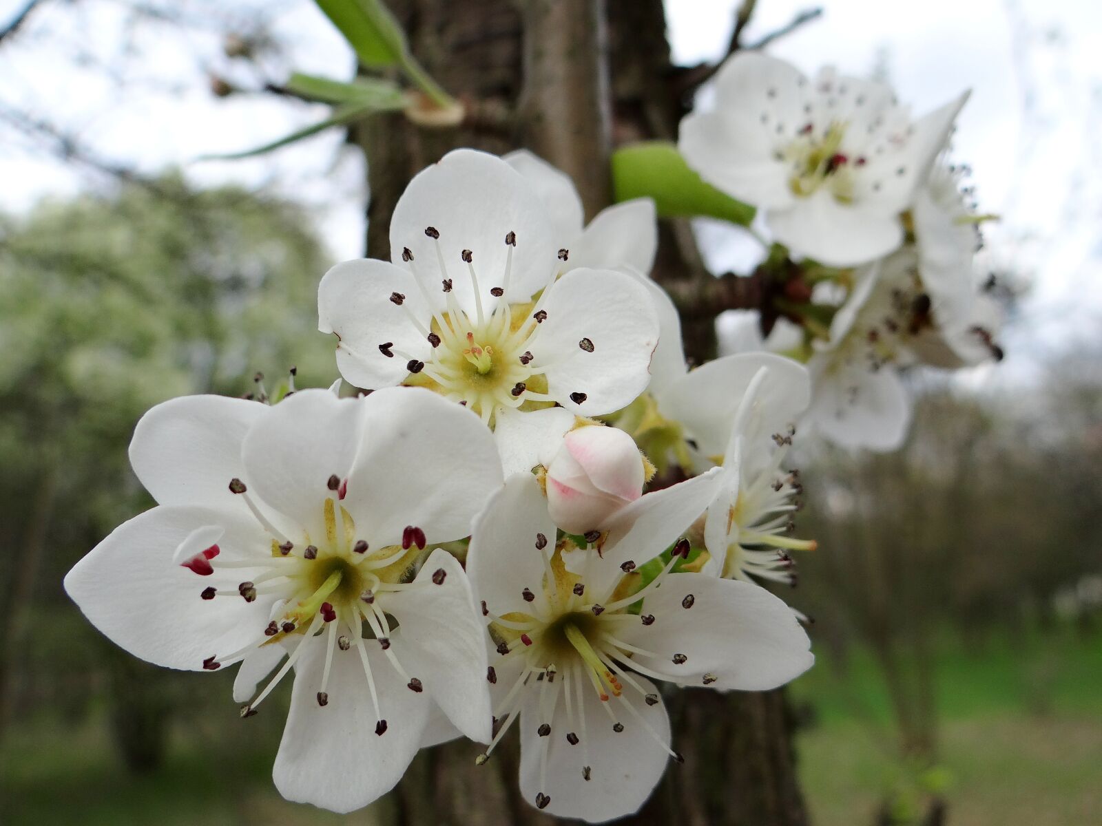 Sony DSC-HX200V sample photo. Flowering fruit trees, spring photography