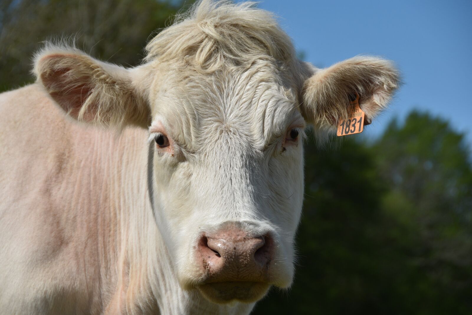 Nikon D5600 sample photo. Cow, ruminant, livestock photography