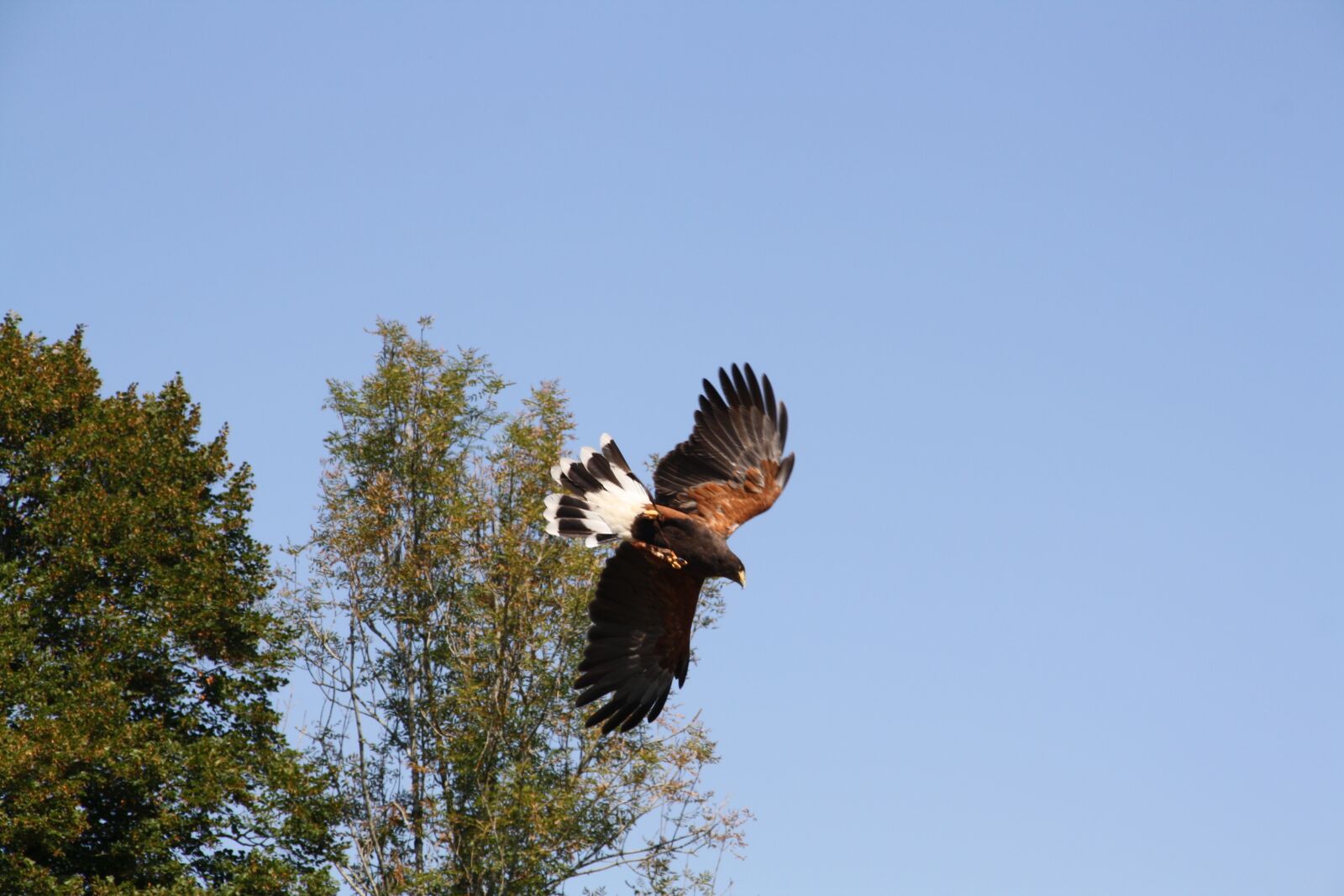 Canon EOS 1000D (EOS Digital Rebel XS / EOS Kiss F) sample photo. Raptors, falcon, bird photography