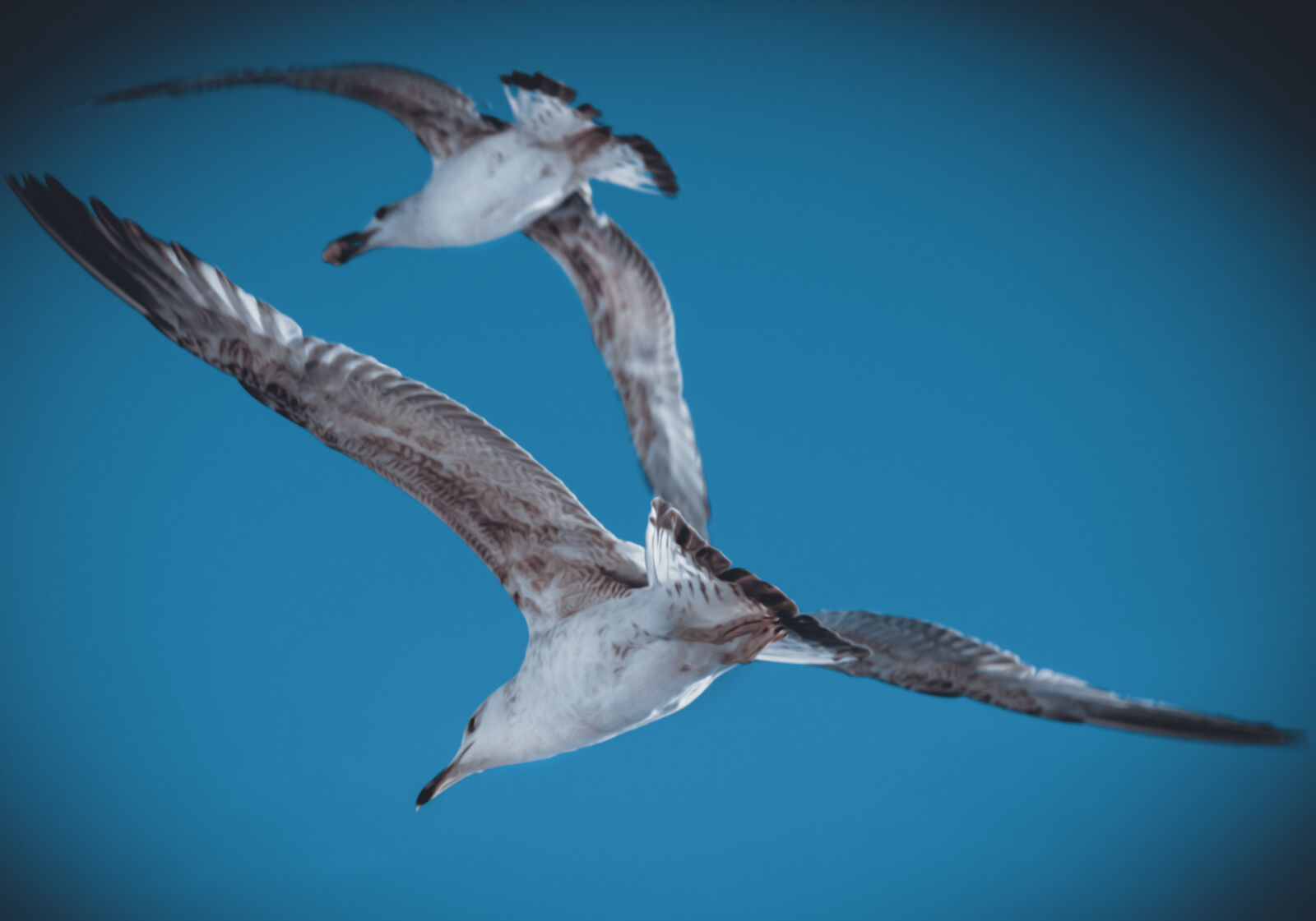 Canon EOS 700D (EOS Rebel T5i / EOS Kiss X7i) sample photo. Adobe, photoshop, animal, animal photography