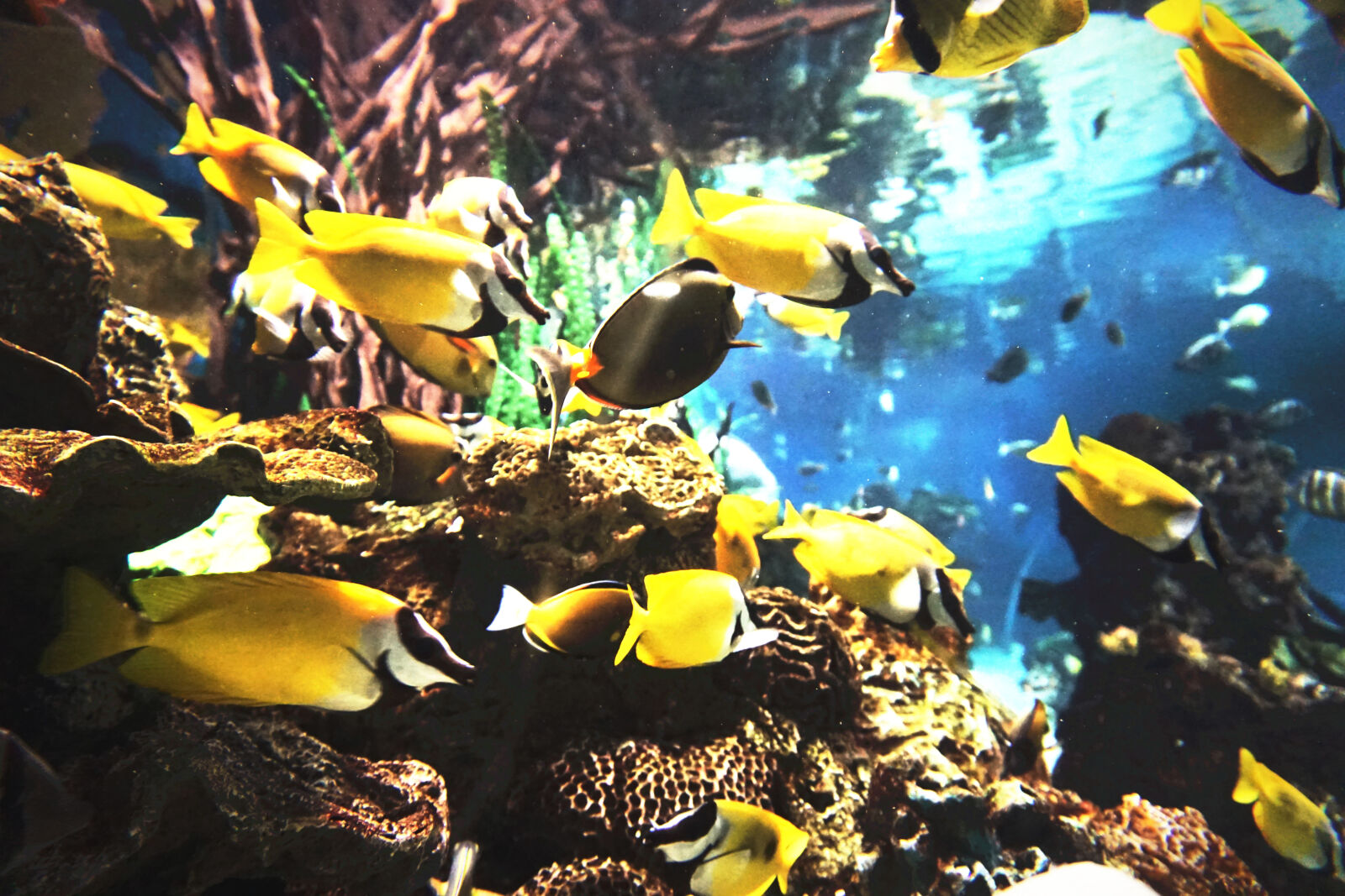 Sony E 16-50mm F3.5-5.6 PZ OSS sample photo. Sea, animal photography