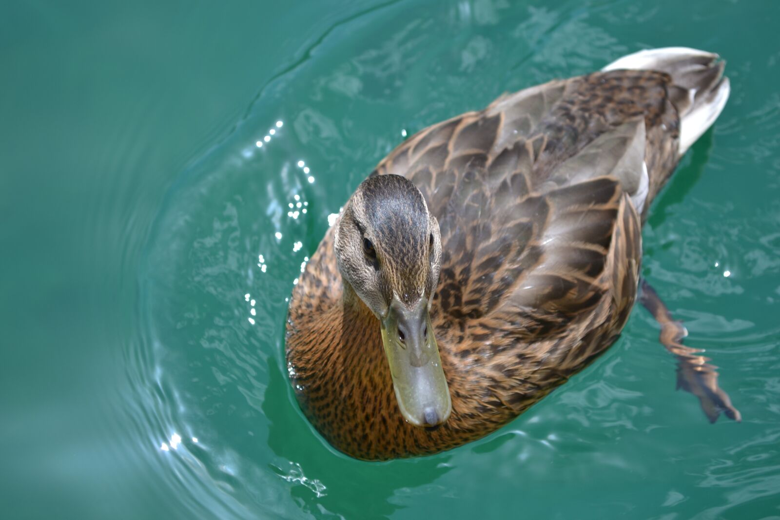 Nikon D3100 sample photo. Bird, duck, duck bird photography