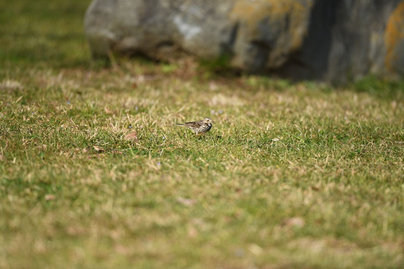 Nikon D850 sample photo. Bird, small bird, meadow photography