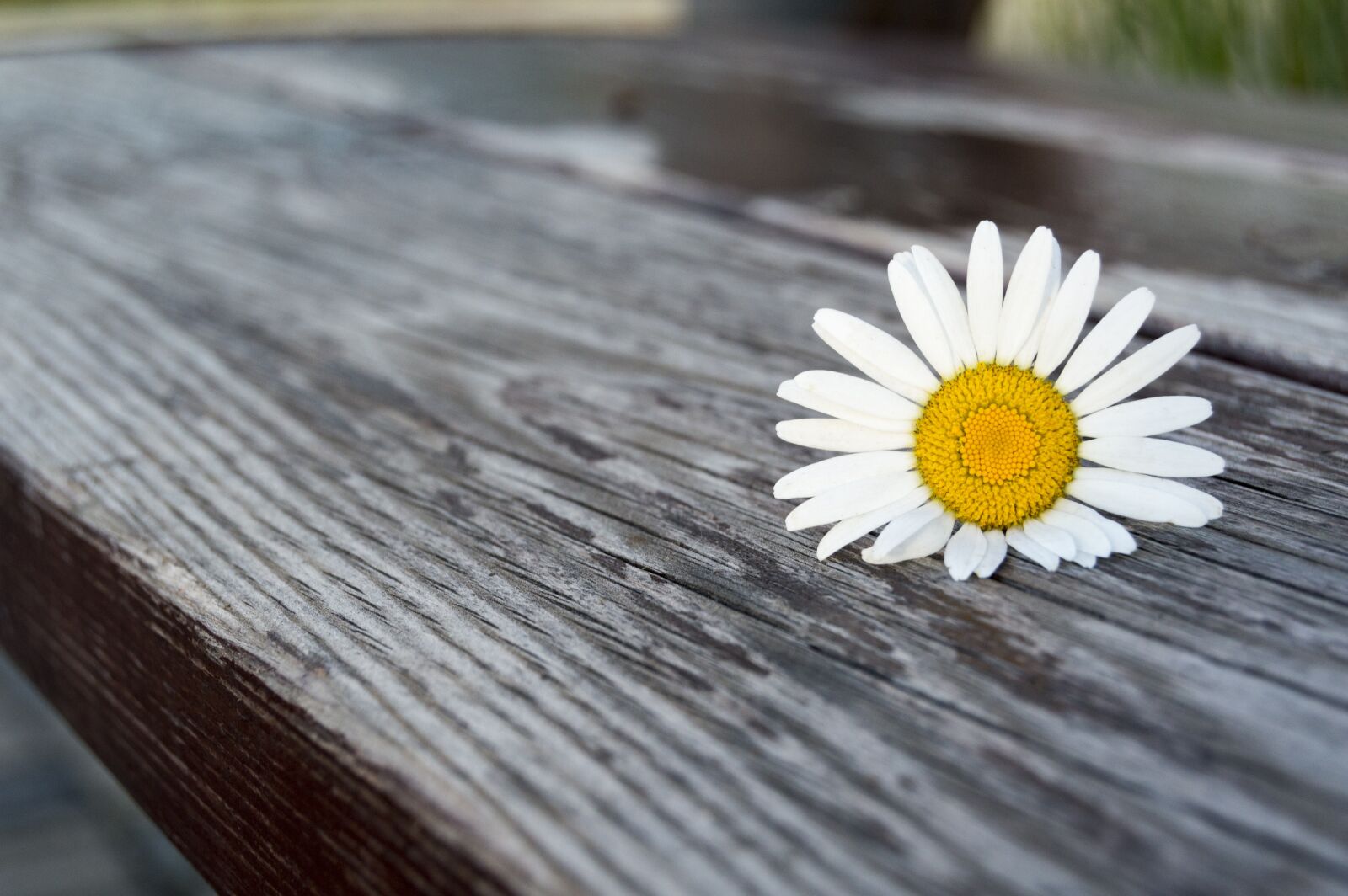 Nikon D3200 sample photo. Daisy, summer, flower photography