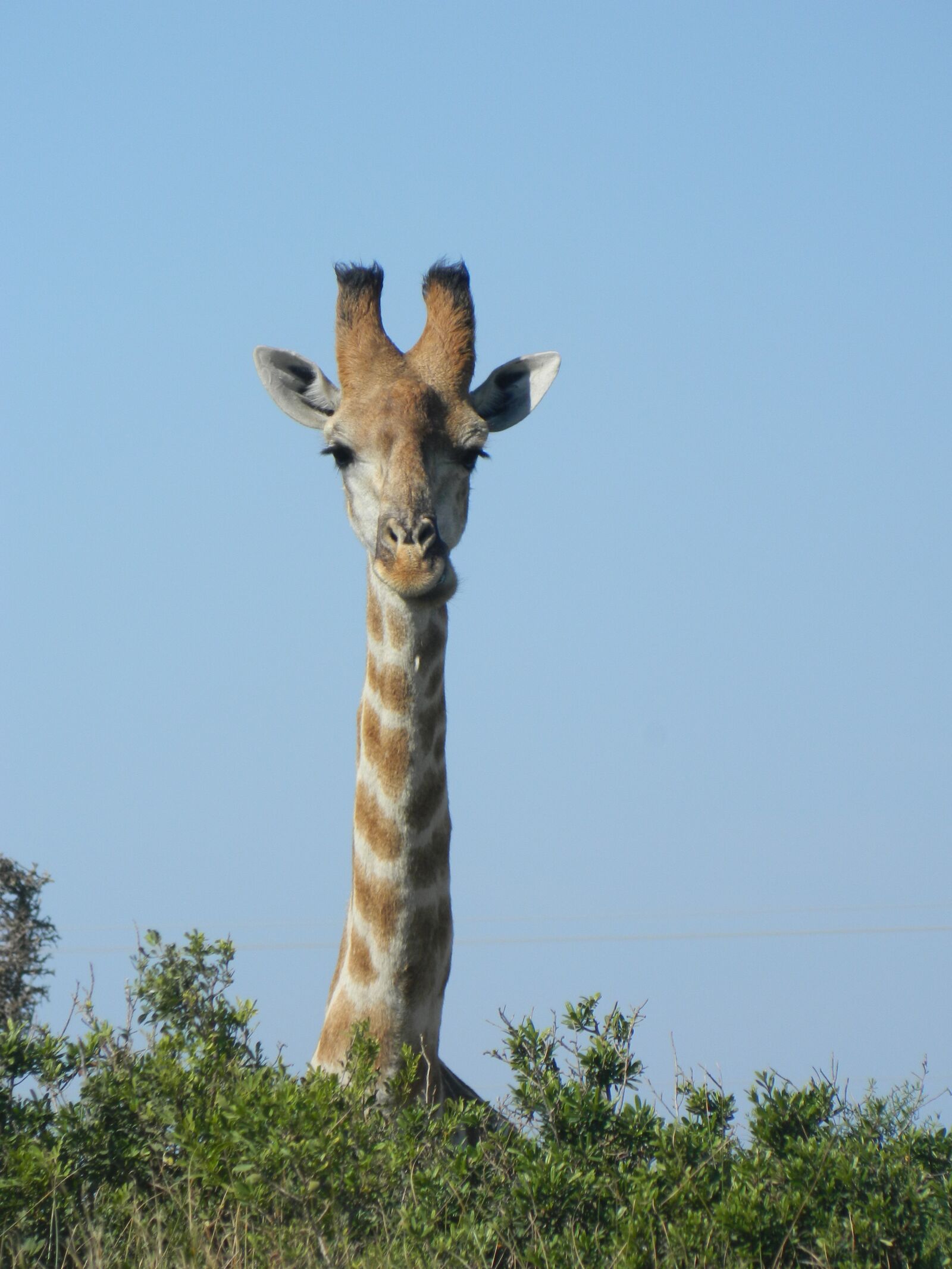 Nikon Coolpix L120 sample photo. Giraffe, africa, nature photography