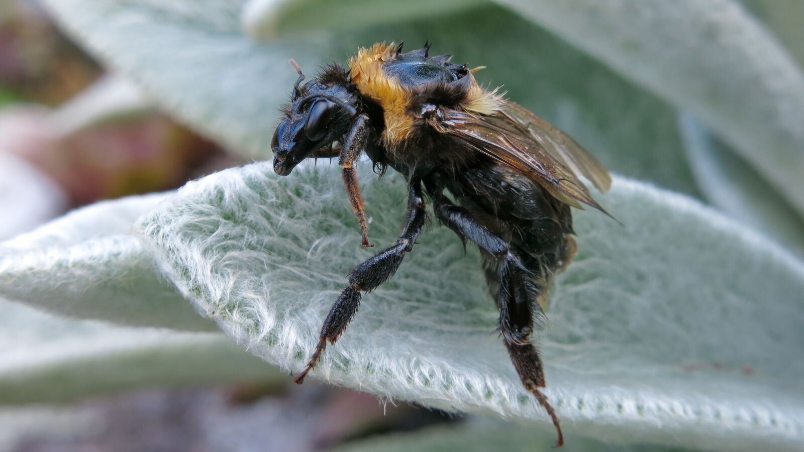 Canon PowerShot G15 sample photo. Hummel, wet, wool betony photography