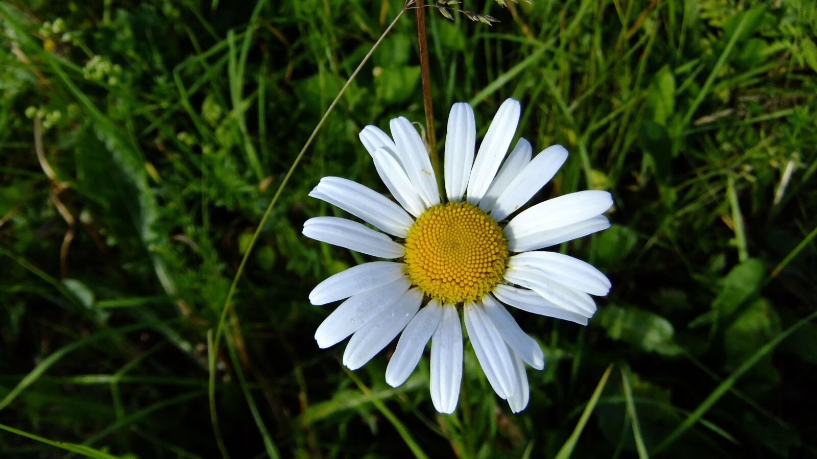 FujiFilm FinePix F80EXR (FinePix F85EXR) sample photo. Nature, flora, summer photography