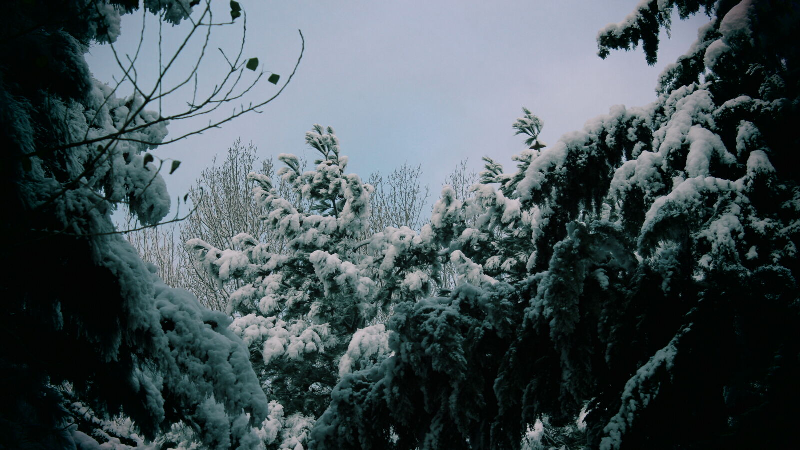 Canon EOS 600D (Rebel EOS T3i / EOS Kiss X5) sample photo. Silhouette, trees, against, sky photography