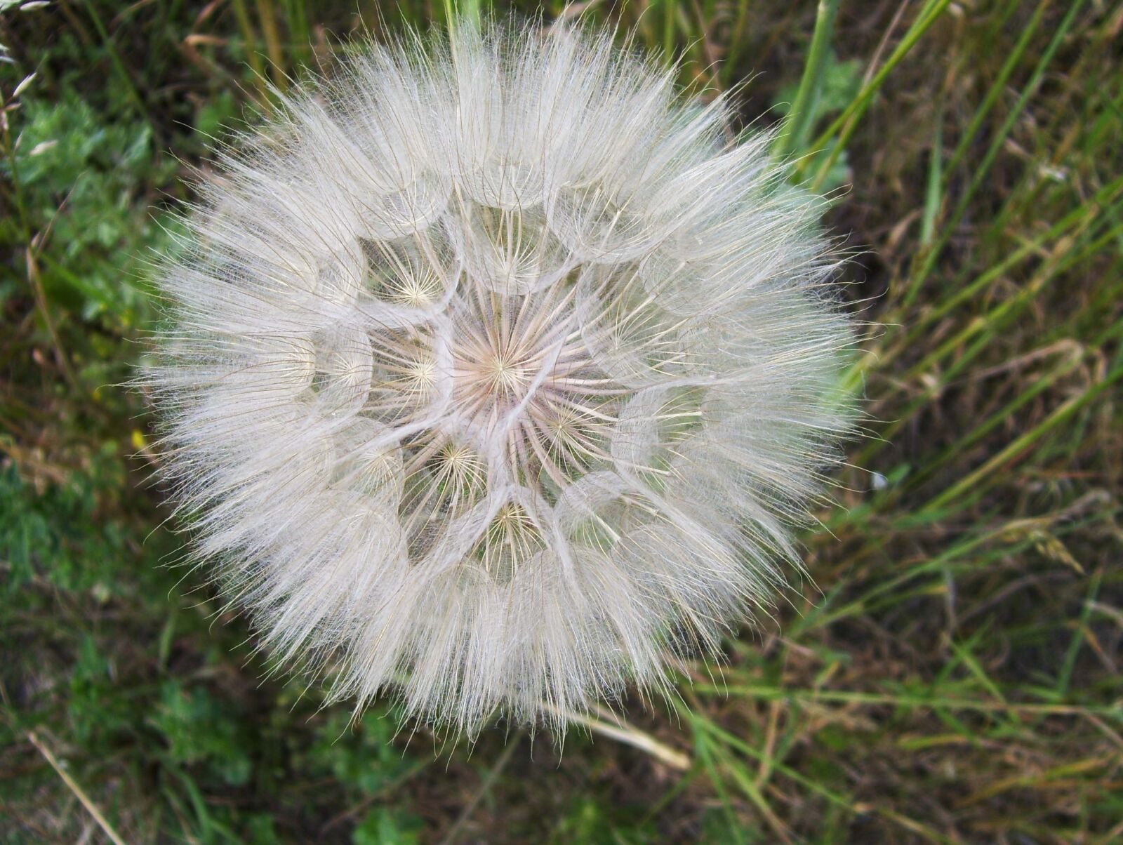 Kodak EASYSHARE C653 ZOOM DIGITAL CAMERA sample photo. Dandelion, sonchus oleraceus, vulgaris photography