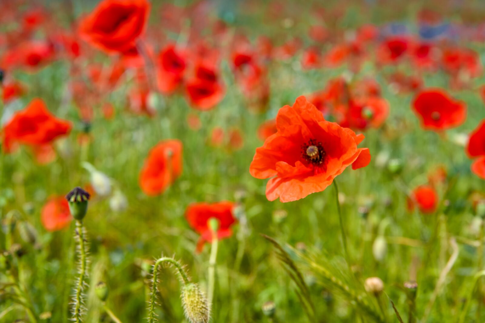 Nikon D850 sample photo. Poppies, summer, poppy photography