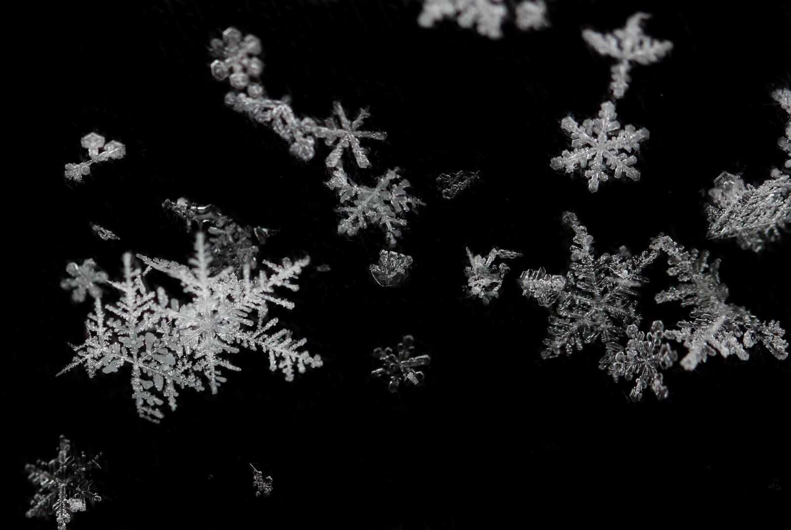 Canon EF-S 60mm F2.8 Macro USM sample photo. Snowflakes, winter, frozen photography