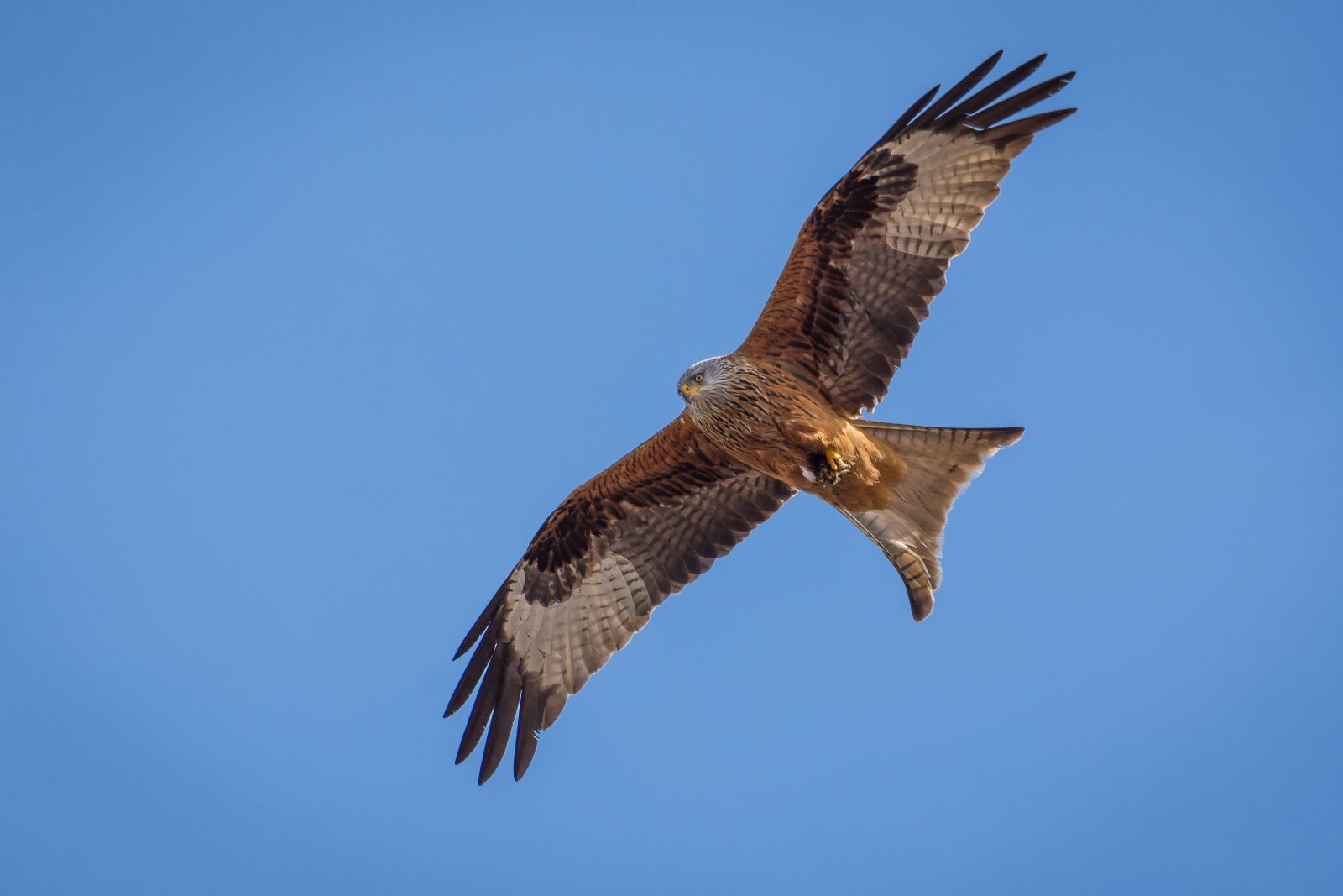 Nikon D7200 sample photo. Milan, bird, bird of photography