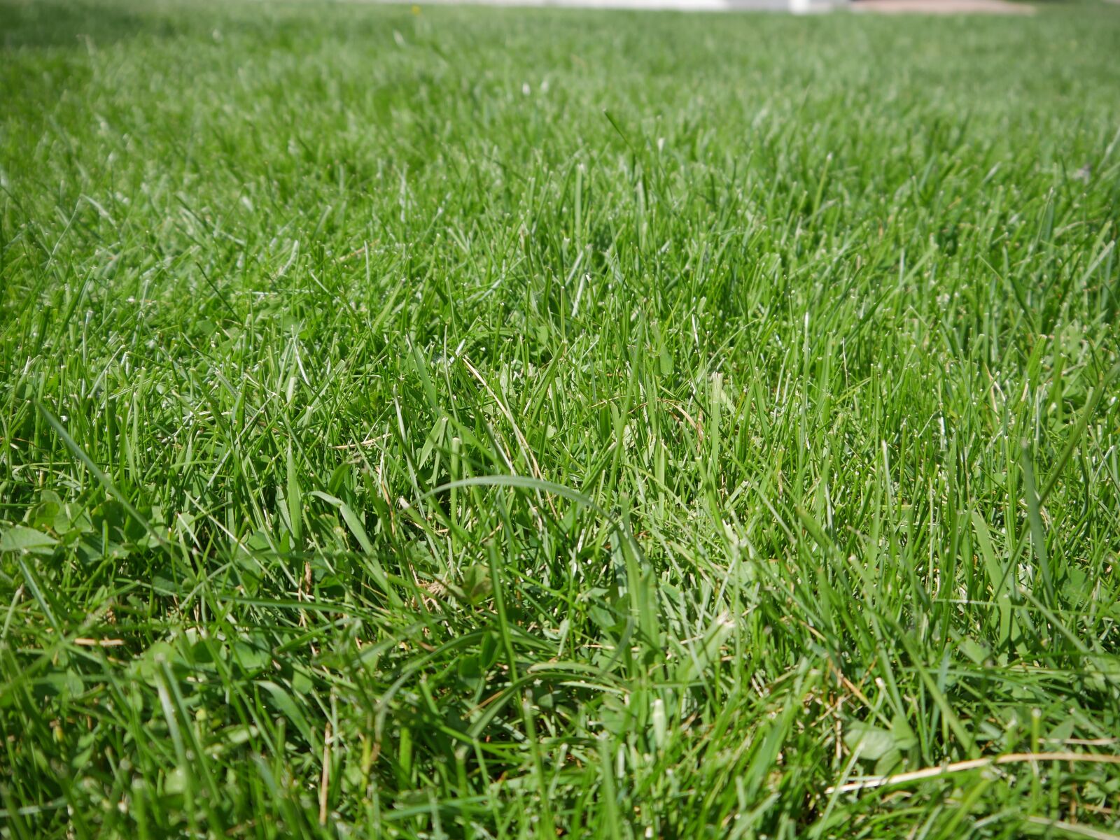 Panasonic DMC-G70 sample photo. Grass, green, grasses photography